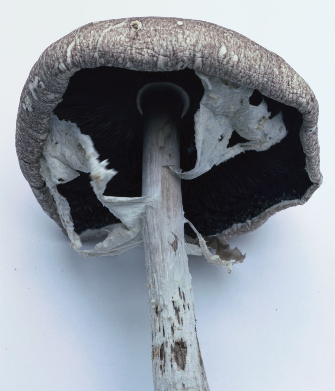 Takashi Homma, Mushroom from the forest #5, 2011