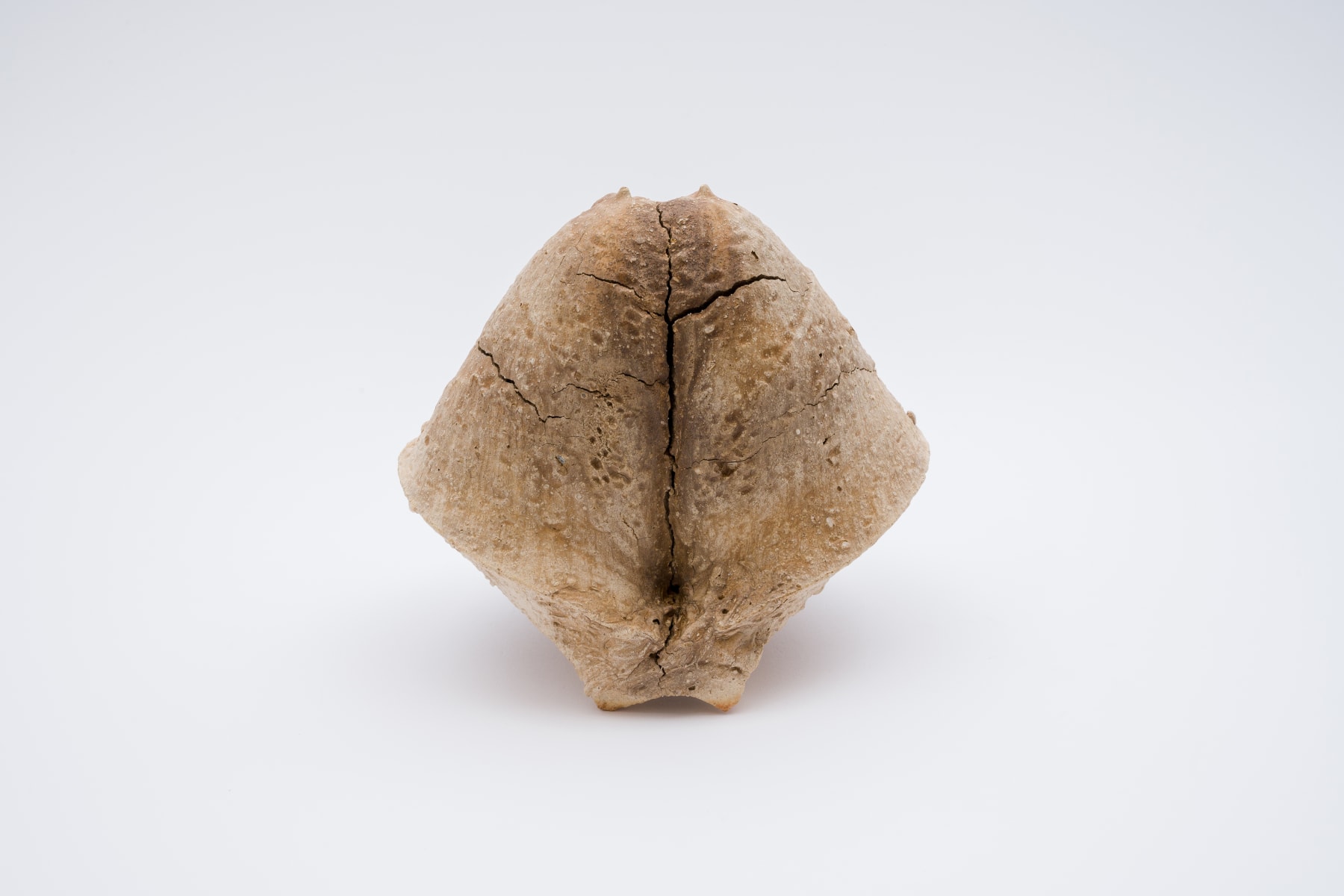Keita Matsunaga, Cocoon, 2021