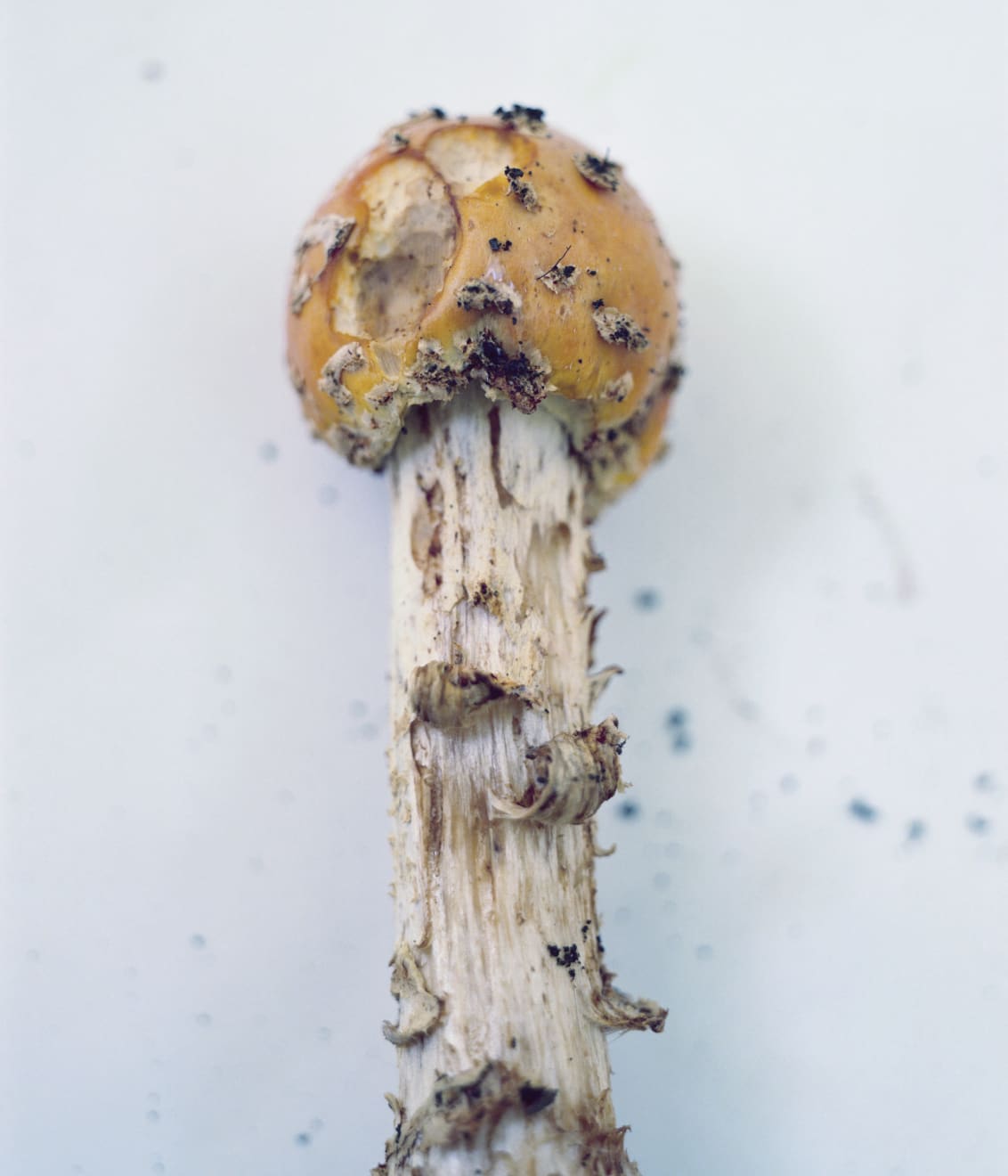 Takashi Homma, Stony Point #4, 2018