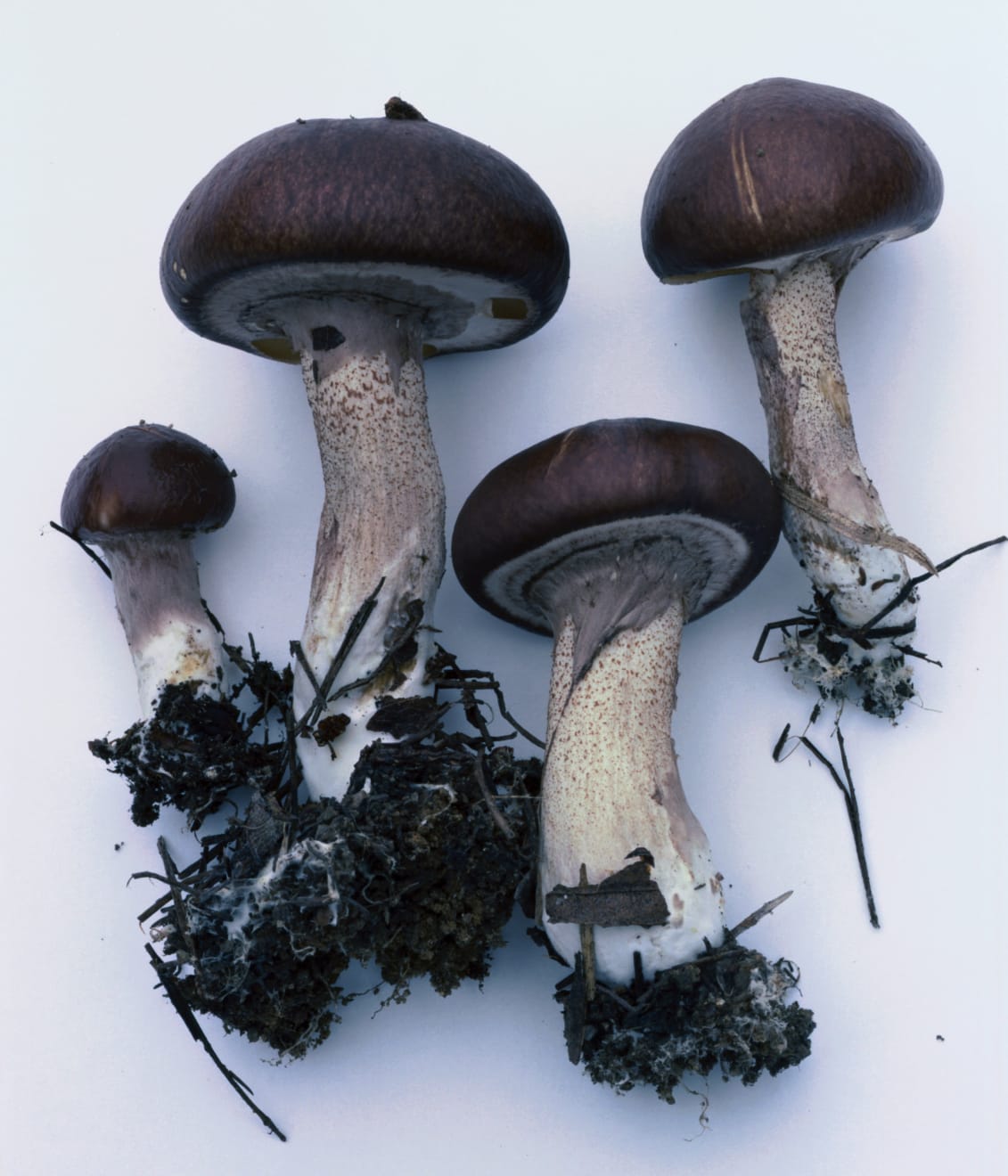 Takashi Homma, Mushroom from the forest #25, 2011