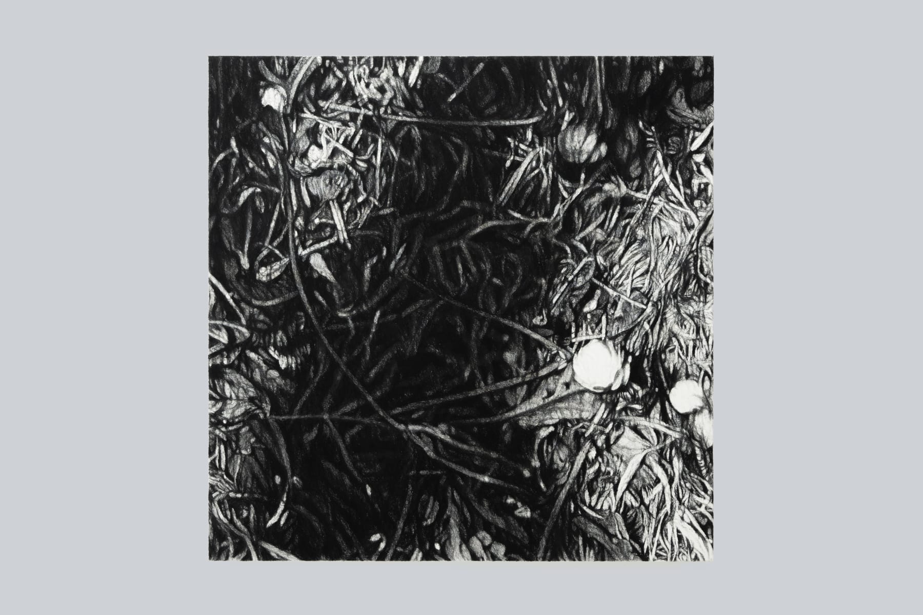 Takeshi Honda, Walking in the Mountain - March (福寿草), 2024