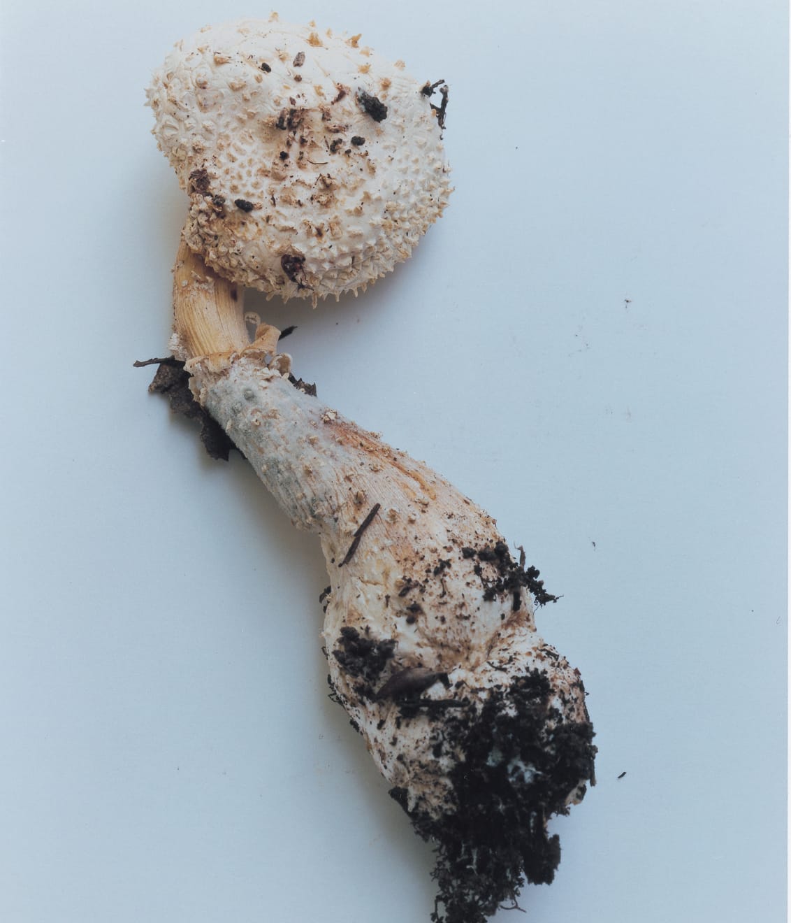 Takashi Homma, Mushroom from the forest #23, 2011