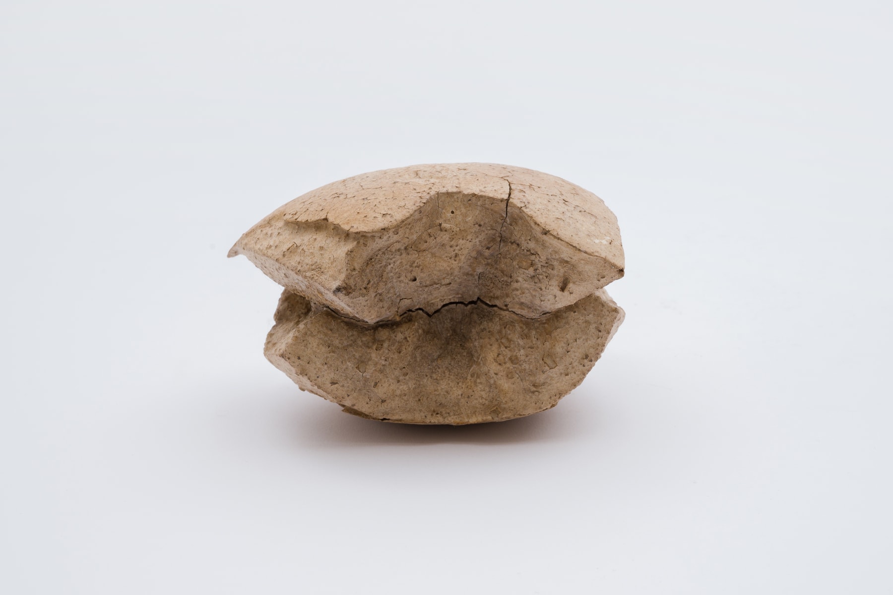 Keita Matsunaga, Cocoon, 2021