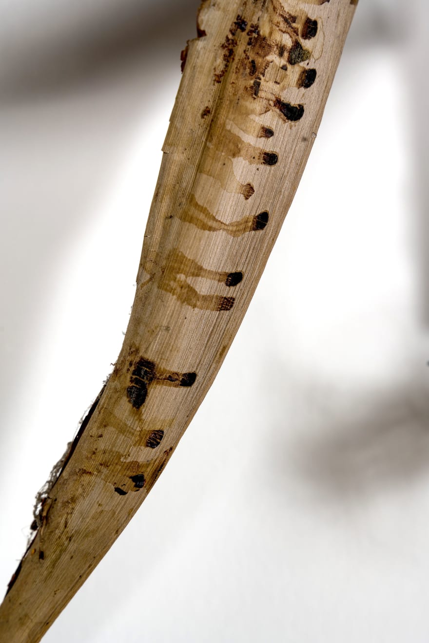 Kenzi Shiokava, Untitled, n.d.