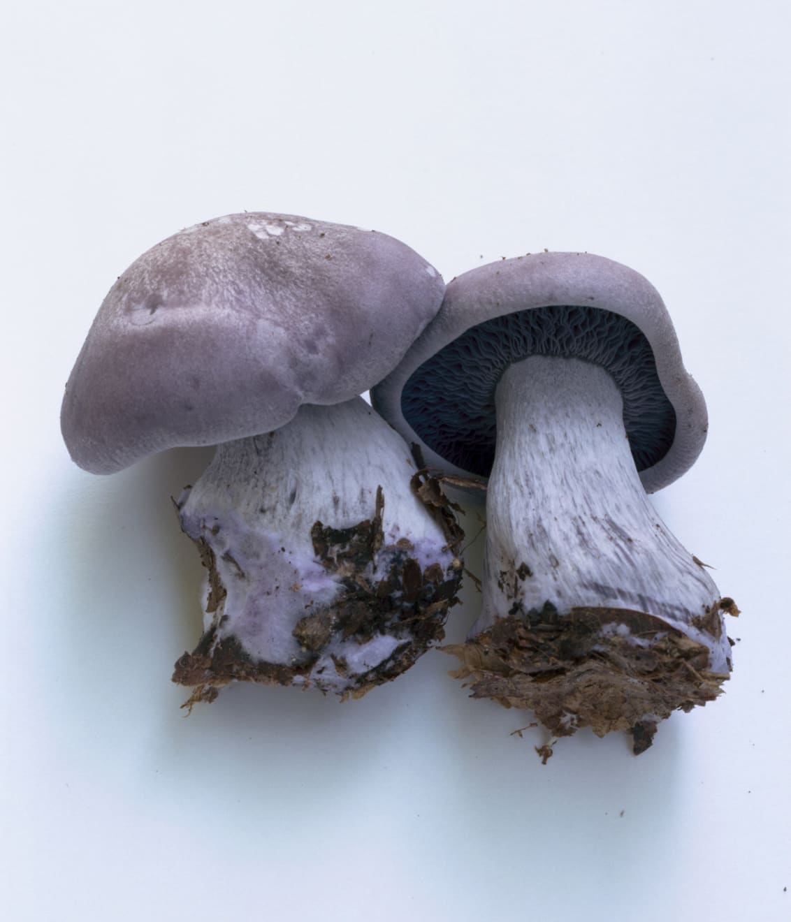 Takashi Homma, Mushroom from the forest #14, 2011