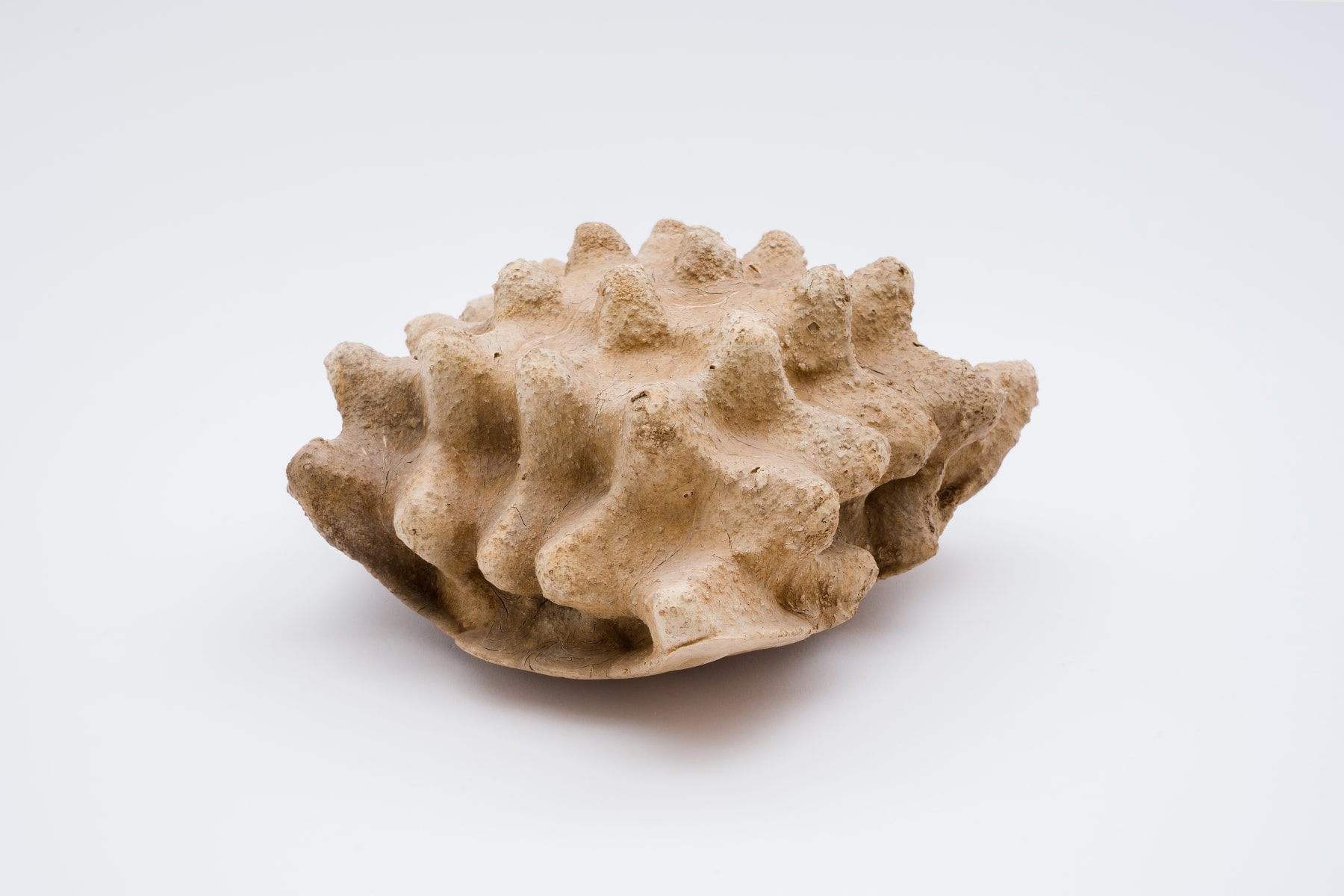 Keita Matsunaga, Cocoon, 2021