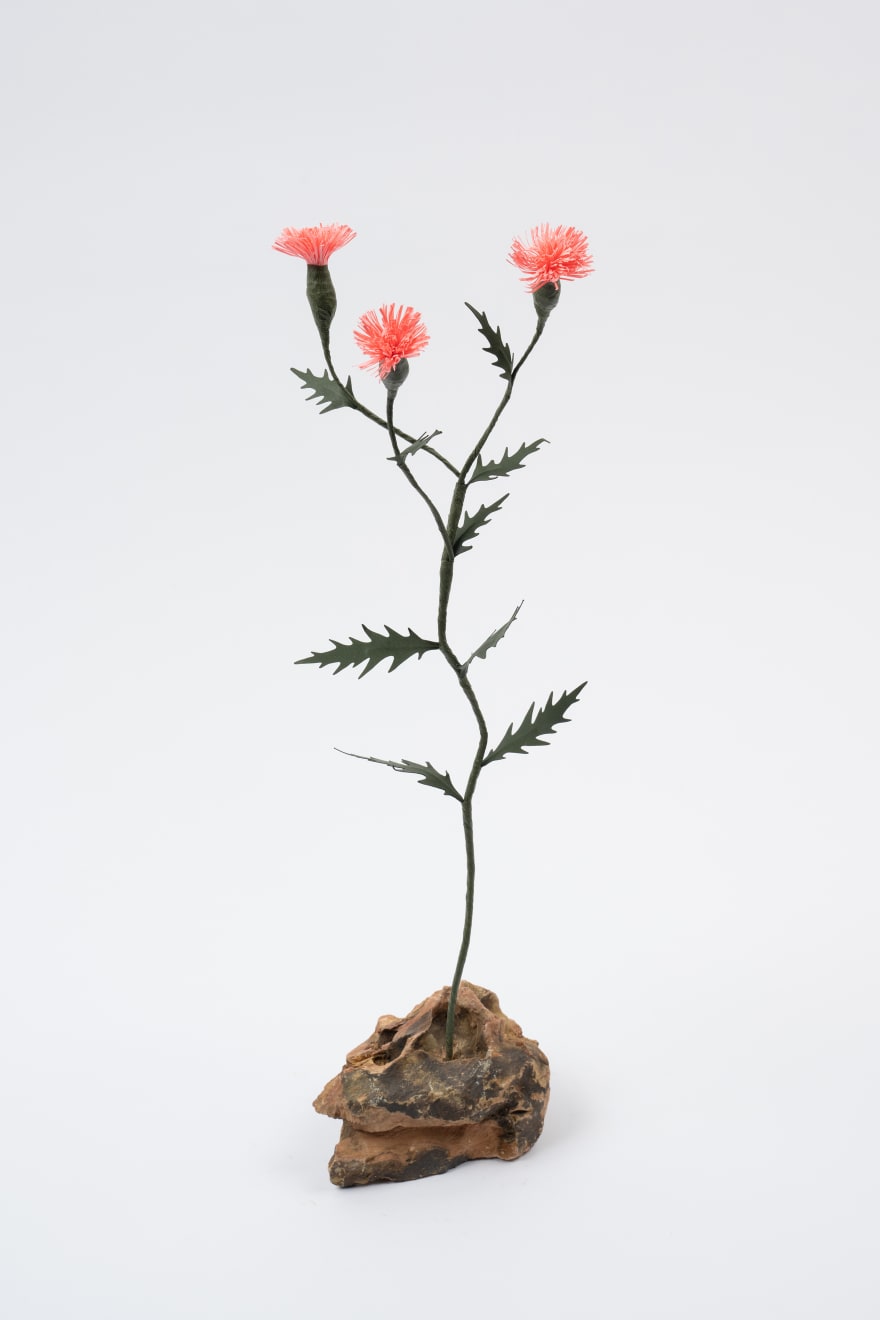 Megumi Shinozaki, Japanese Thistle, 2023