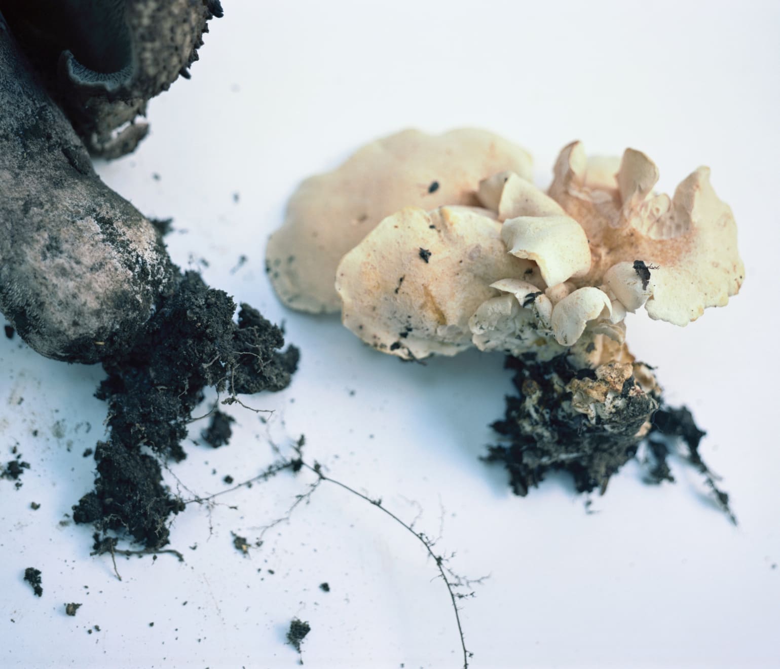 Takashi Homma, Fukushima #26, 2012