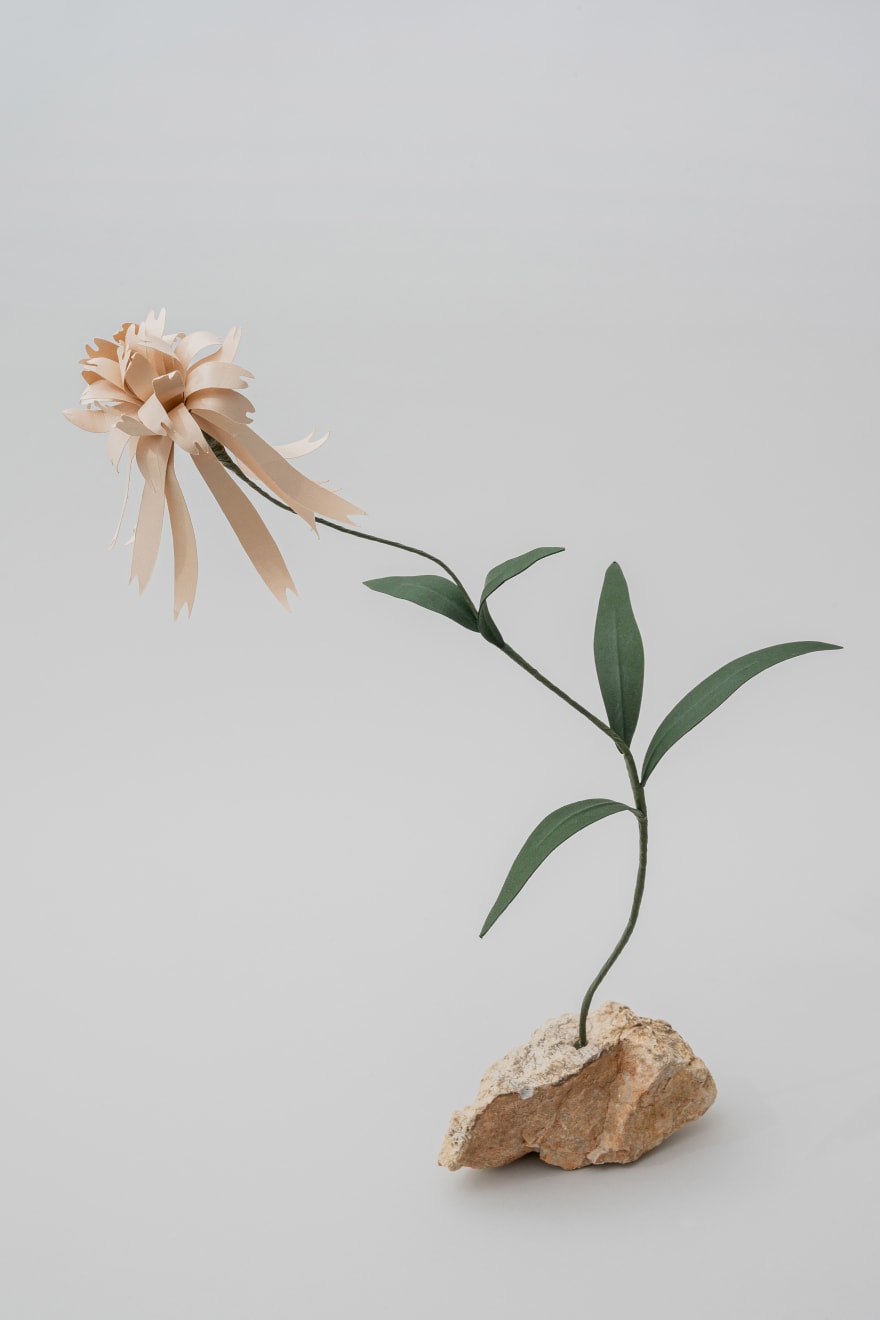 Megumi Shinozaki: edenworks, Echinacea, 2020