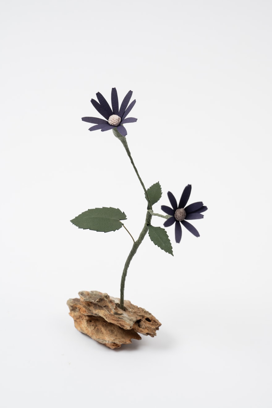 Megumi Shinozaki, Cineraria, 2023