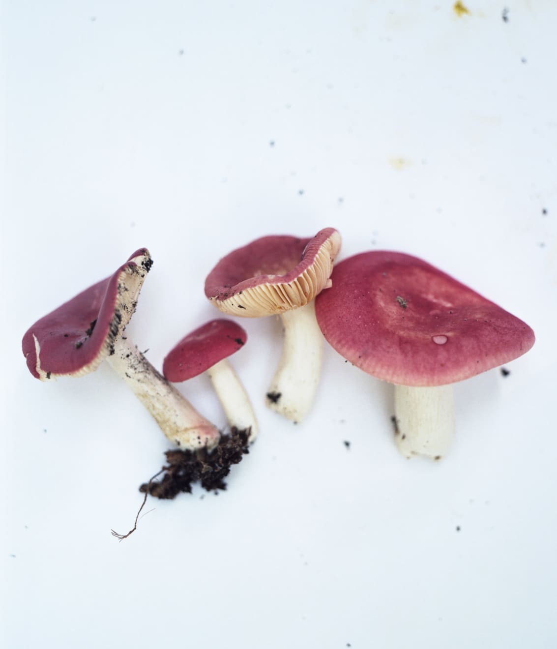 Takashi Homma, Stony Point #14, 2018