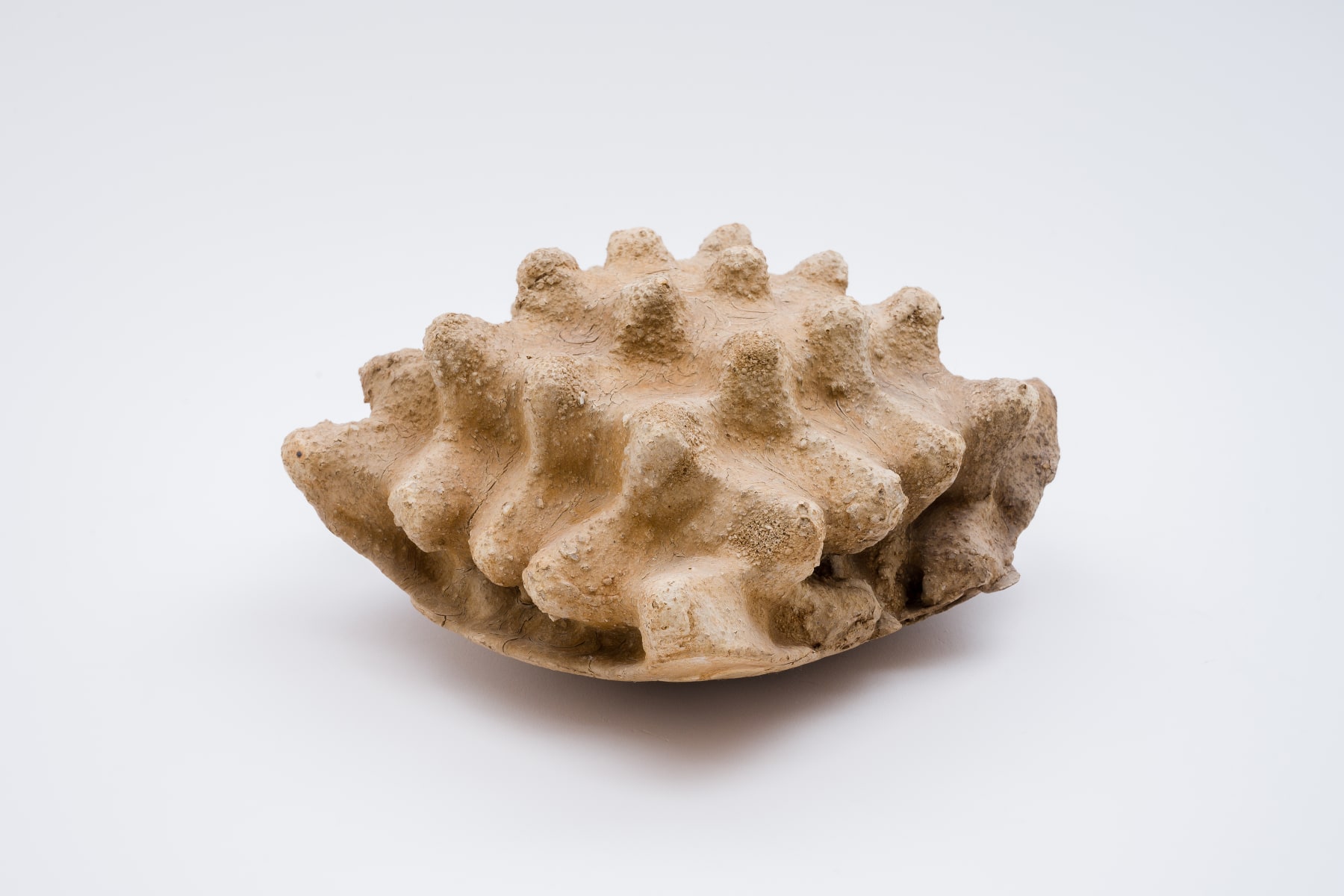 Keita Matsunaga, Cocoon, 2021