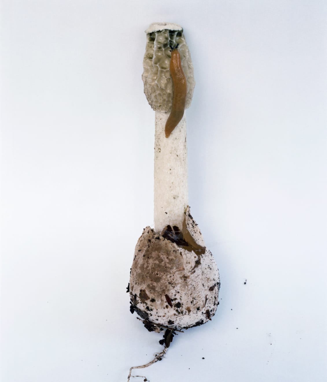 Takashi Homma, Mushroom from the forest #9, 2011