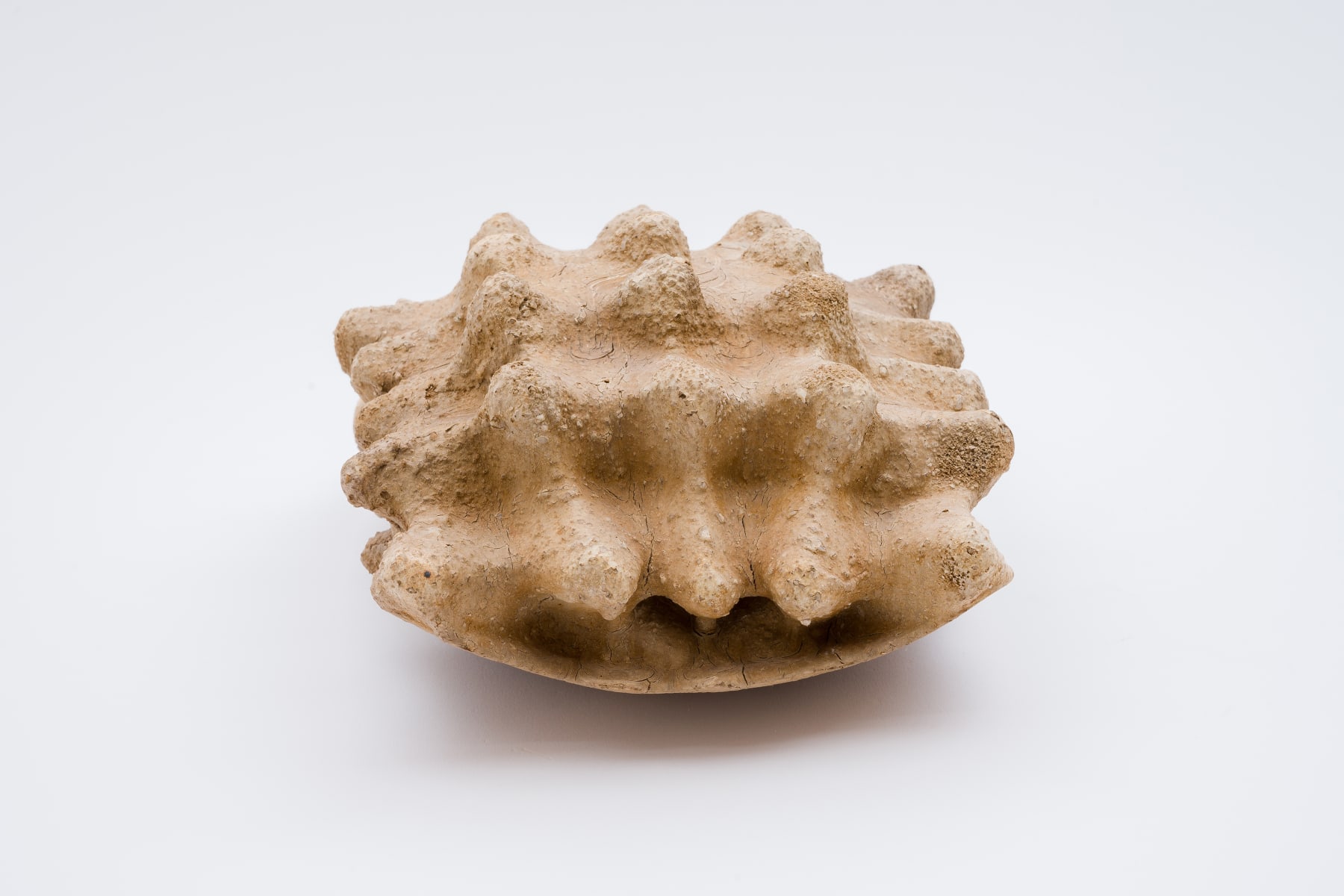 Keita Matsunaga, Cocoon, 2021