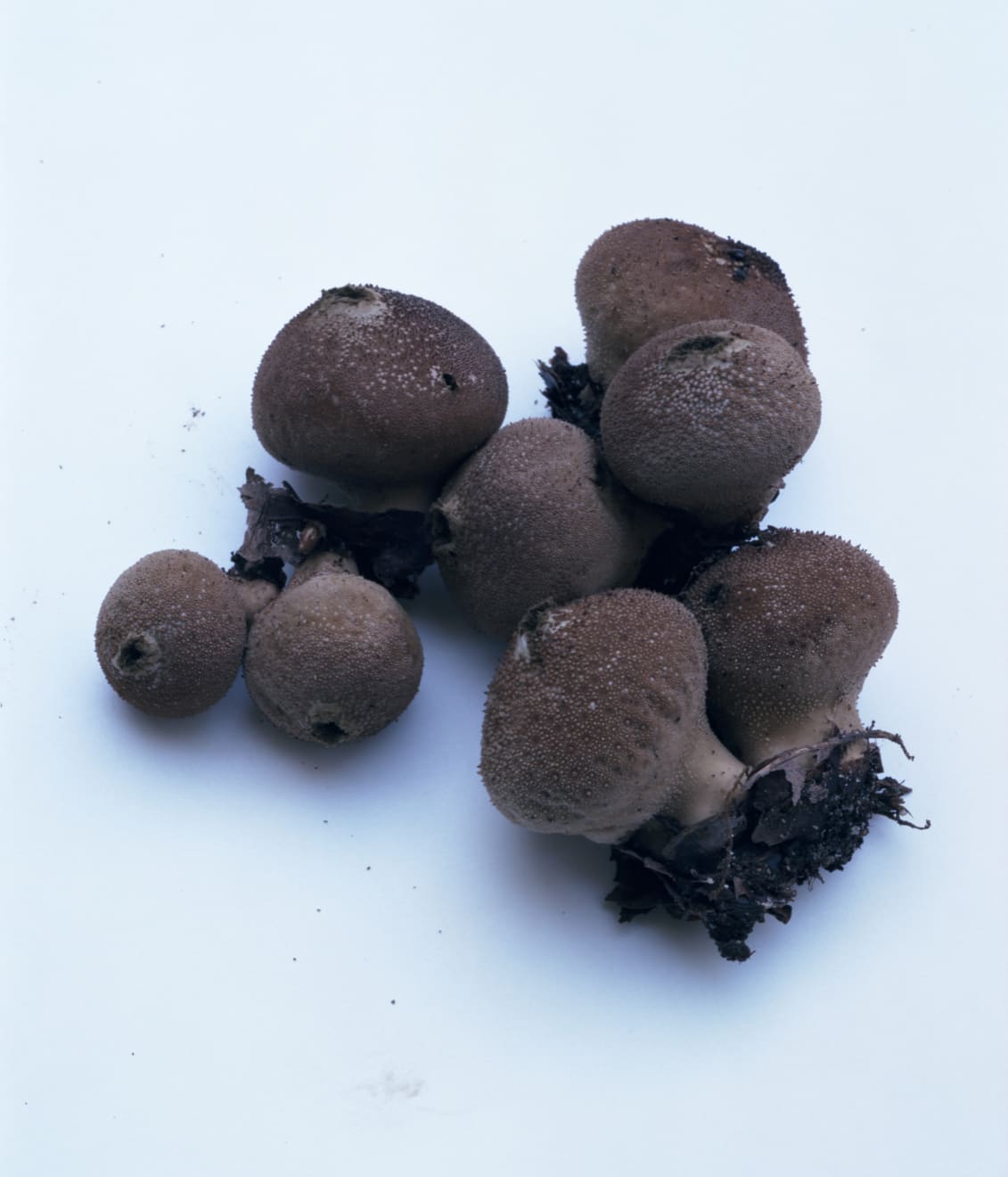 Takashi Homma, Mushroom from the forest #20, 2011