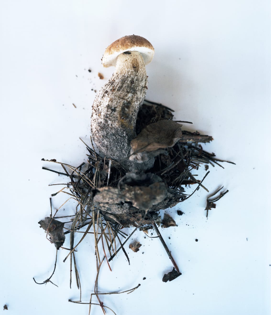 Takashi Homma, Chernobyl #3, 2017