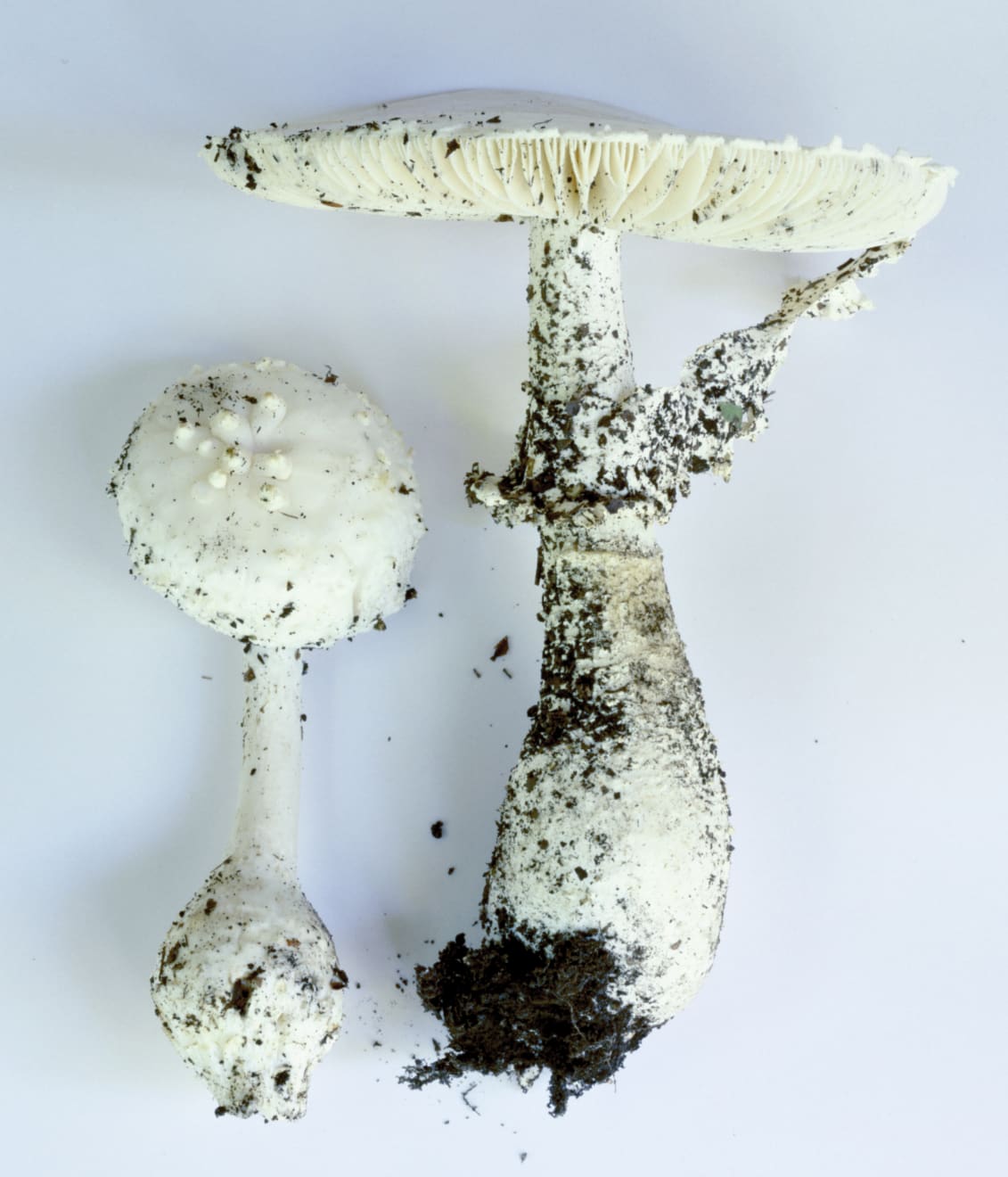 Takashi Homma, Mushroom from the forest #22, 2011