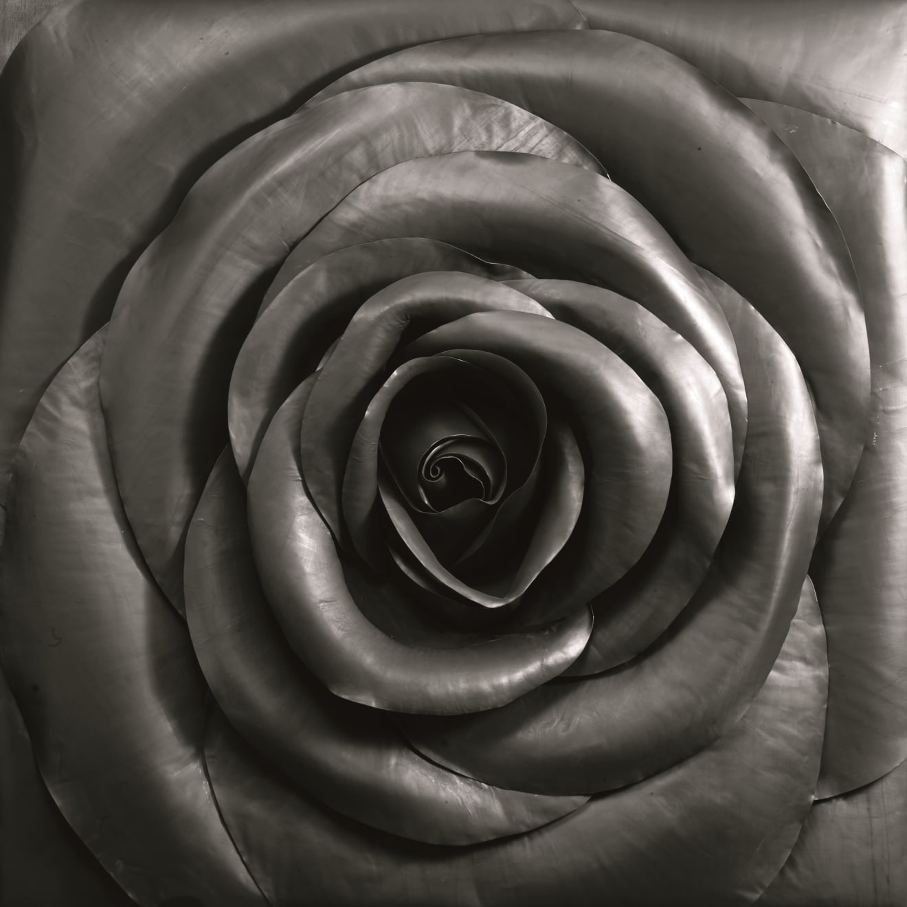 Cai Zhisong 蔡志松, Rose 大方玫瑰, 2010