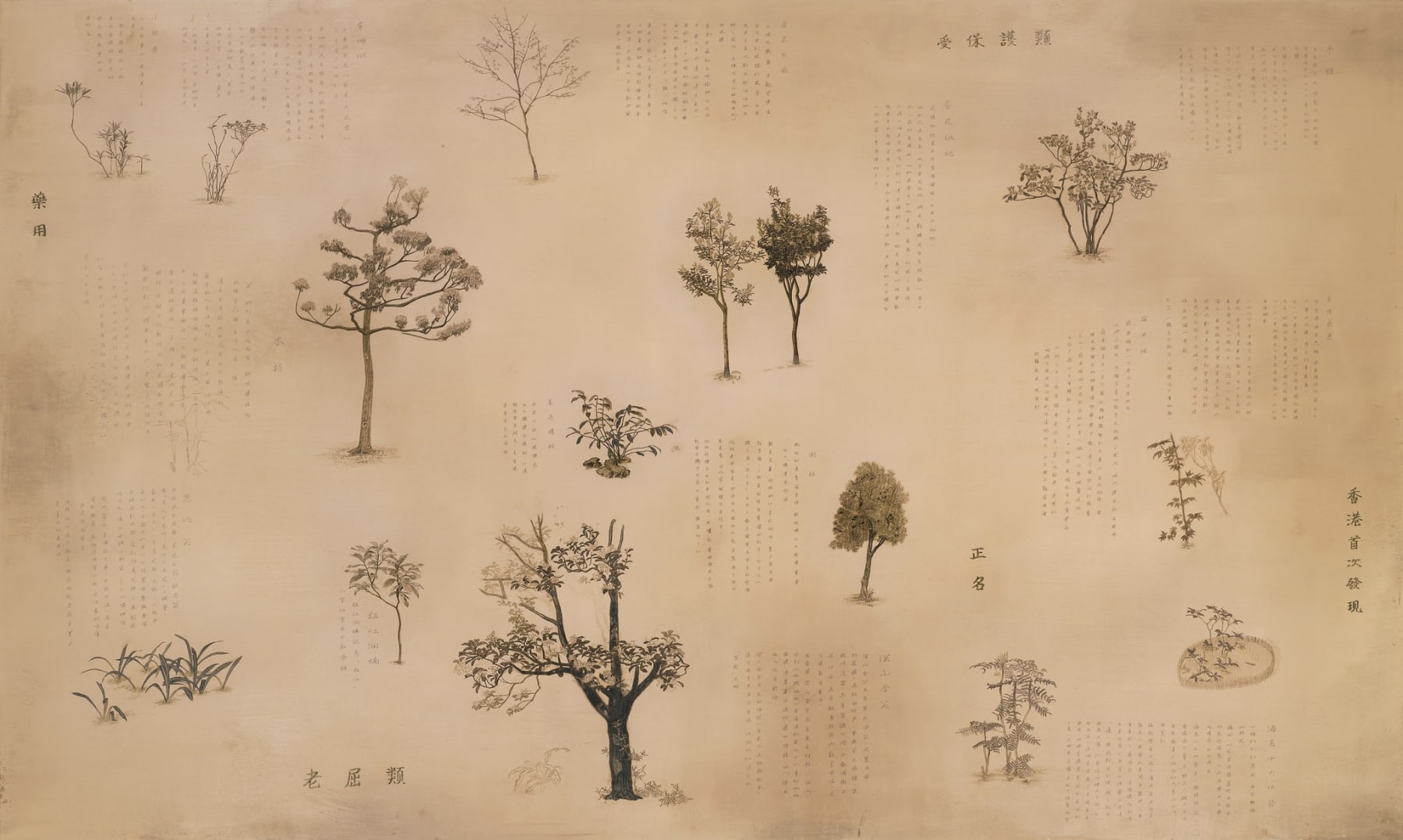 Halley Cheng 鄭哈雷, Shing Mun Arboretum Encyclopedia 城門標本林圖鑑, 2013