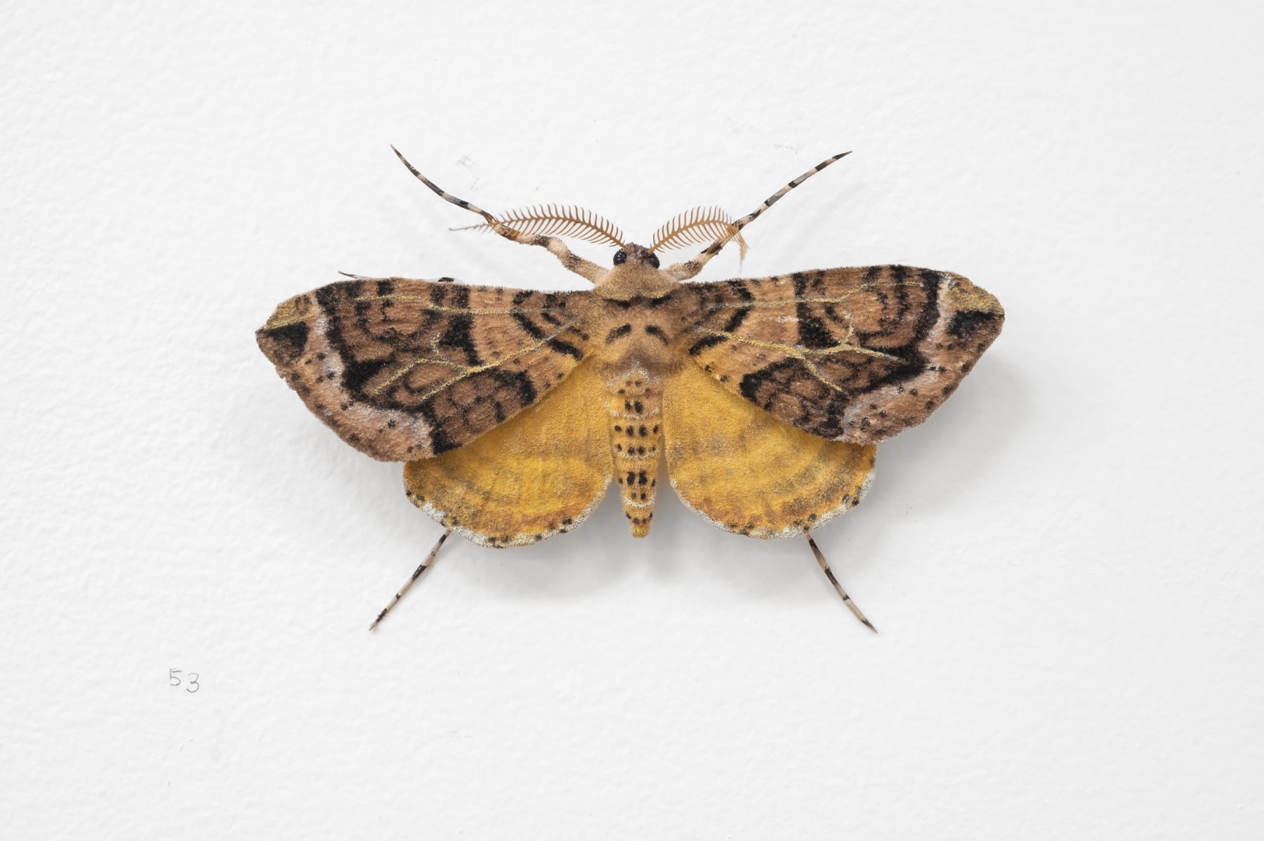 Elizabeth THOMSON, Moth, 2023