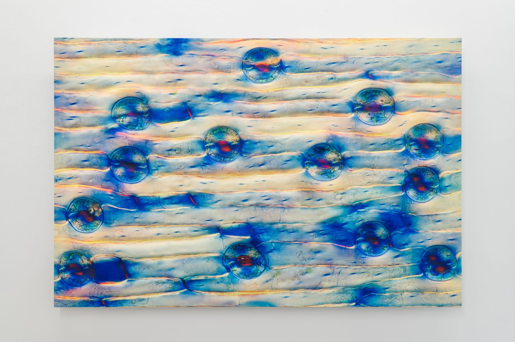Elizabeth THOMSON, Collective Momentum , 2023