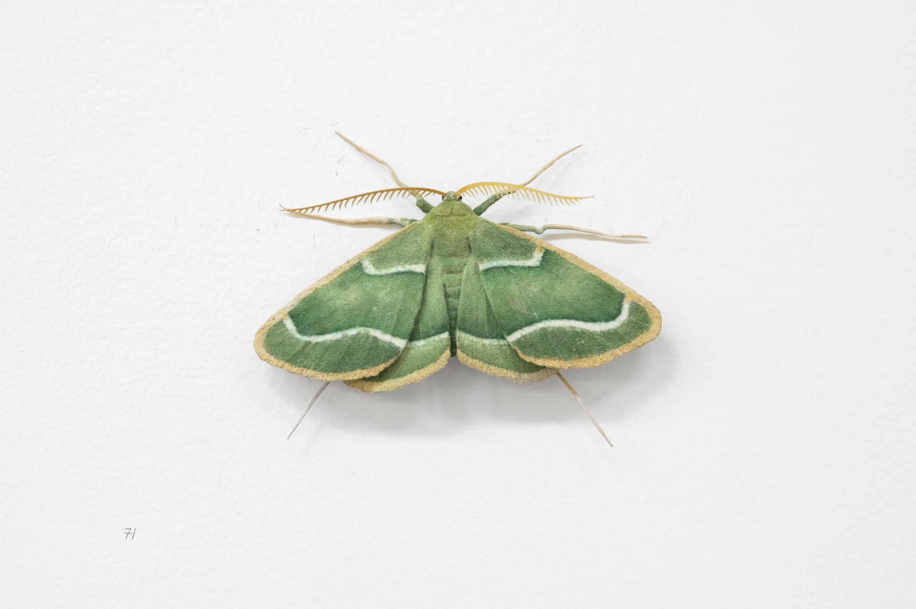Elizabeth THOMSON, Moth, 2023