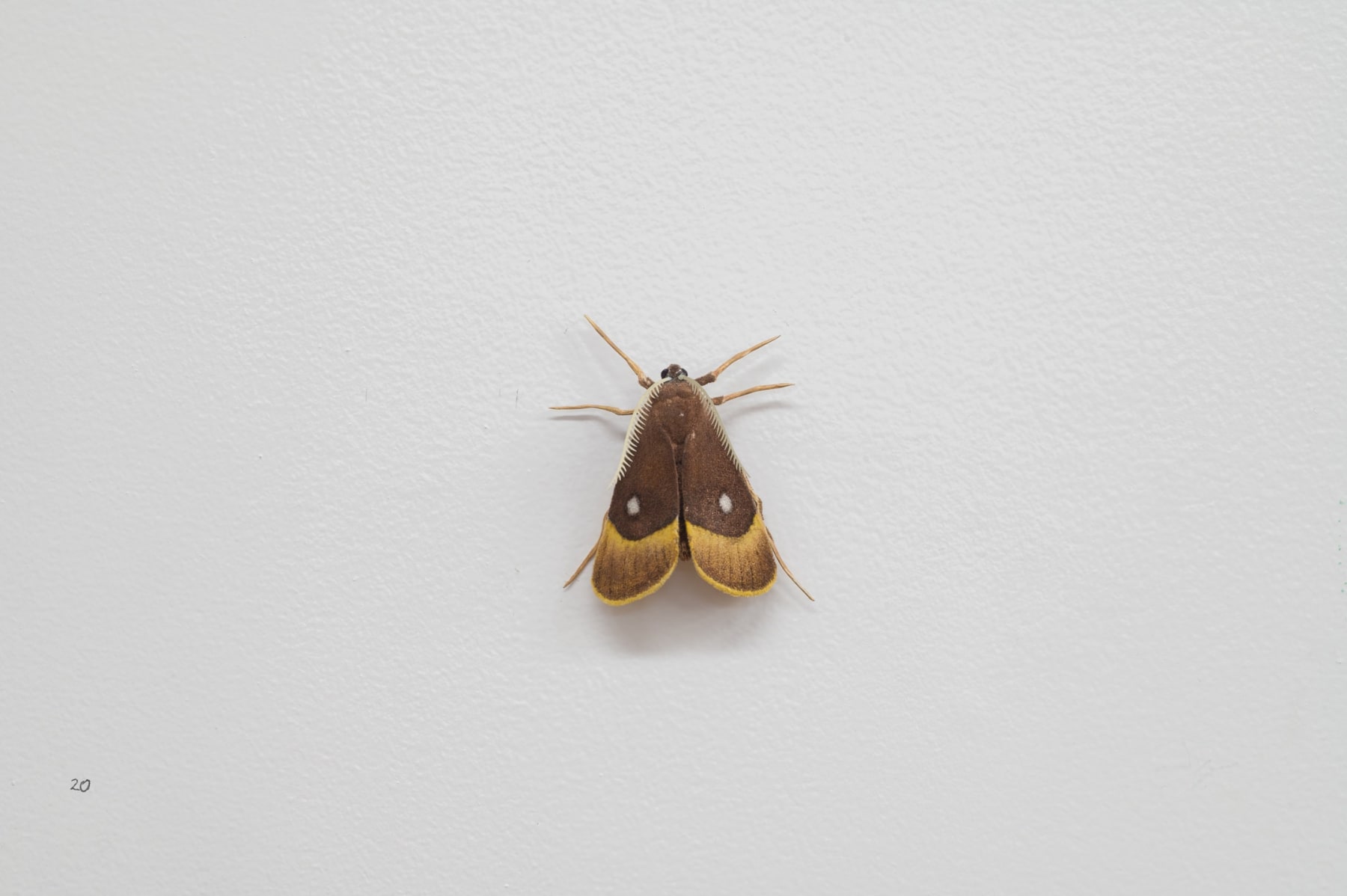 Elizabeth THOMSON, Moth, 2023
