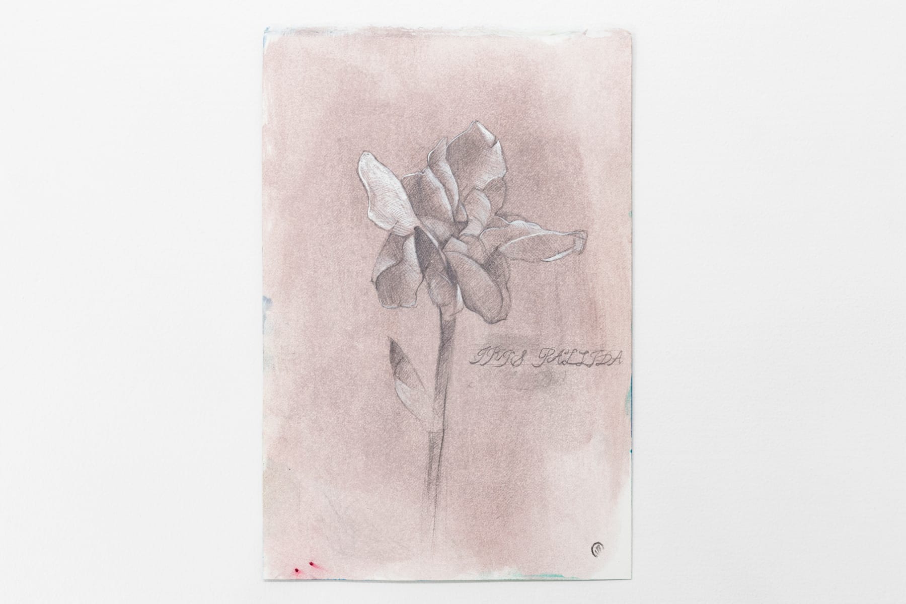 Gavin Chai, Iris Pallida, n.d