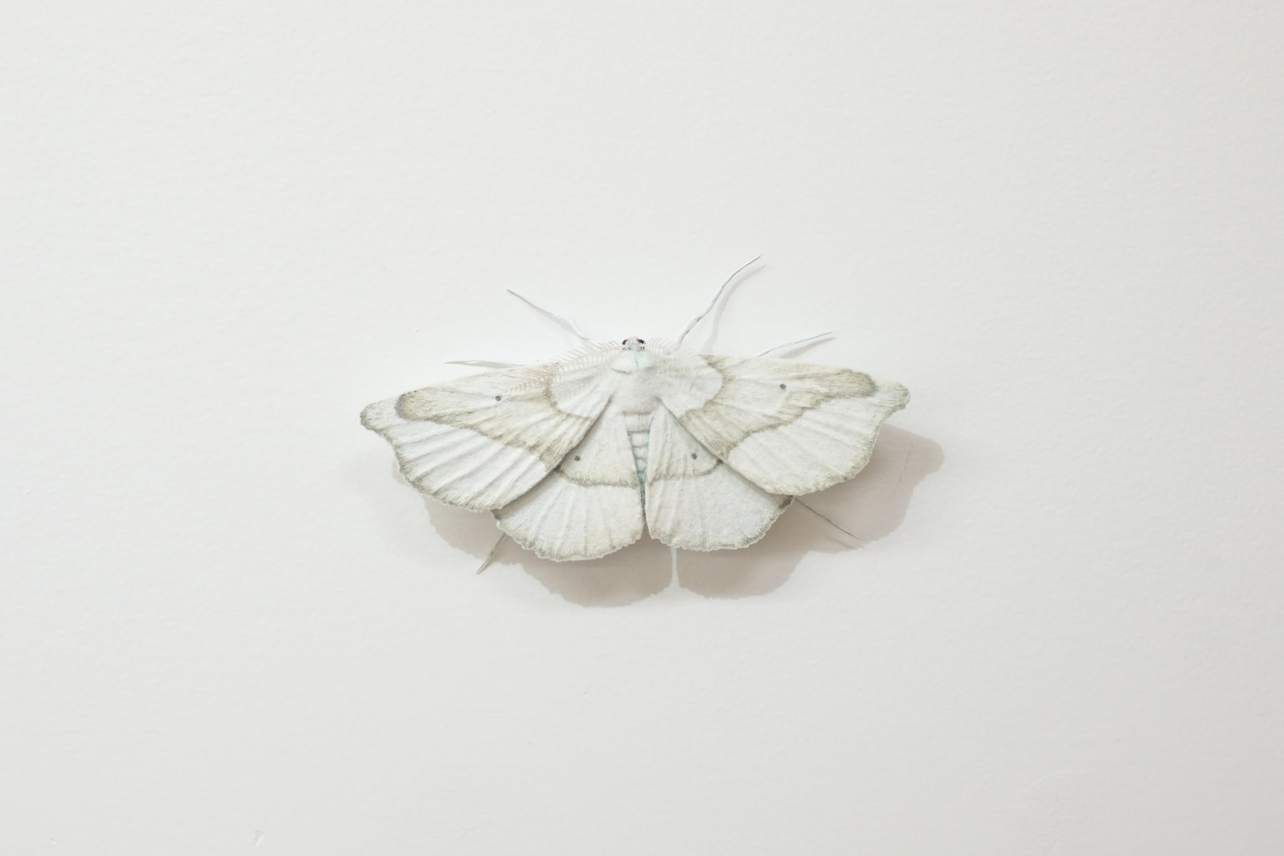 Elizabeth THOMSON, Moth [C], ND
