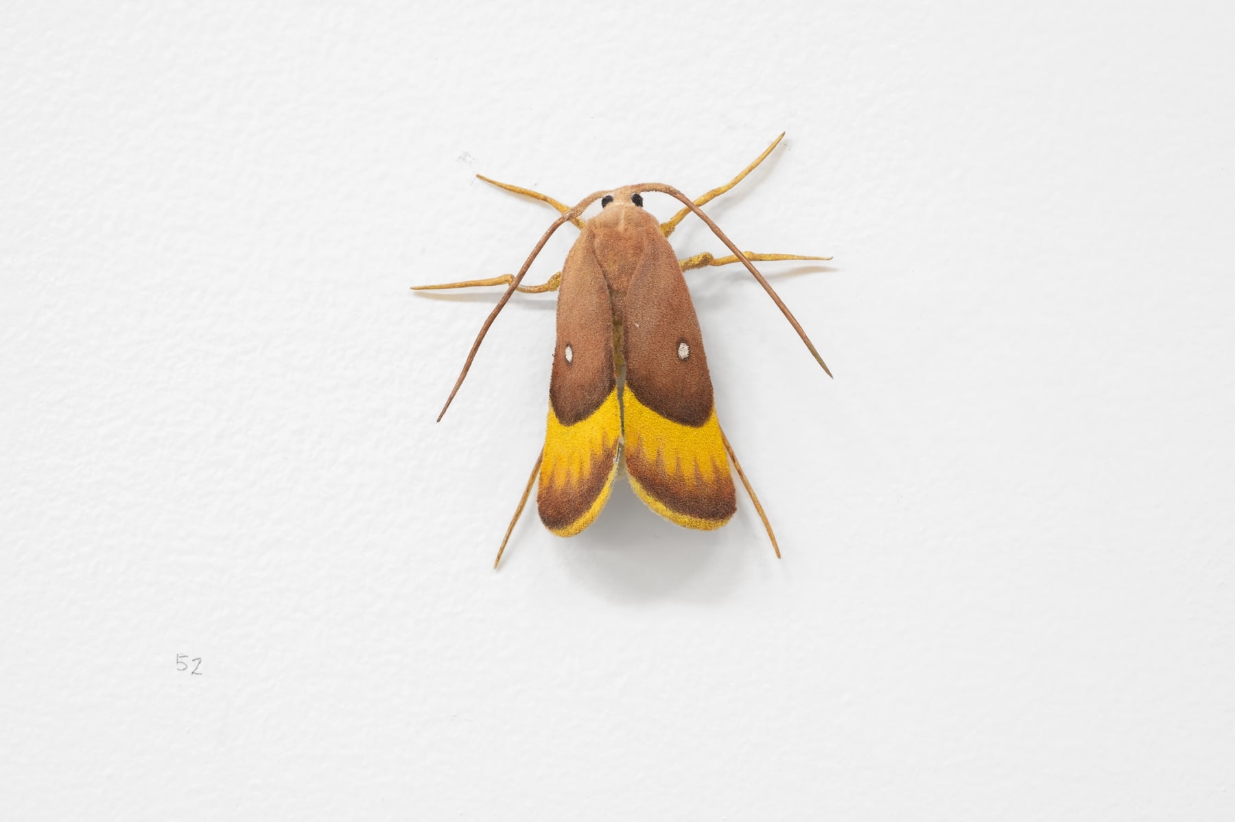 Elizabeth THOMSON, Moth, 2023