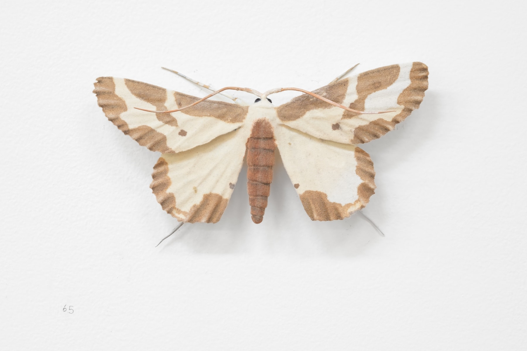 Elizabeth THOMSON, Moth, 2023
