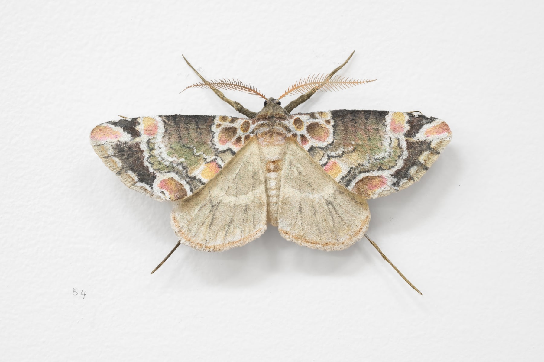 Elizabeth THOMSON, Moth, 2023