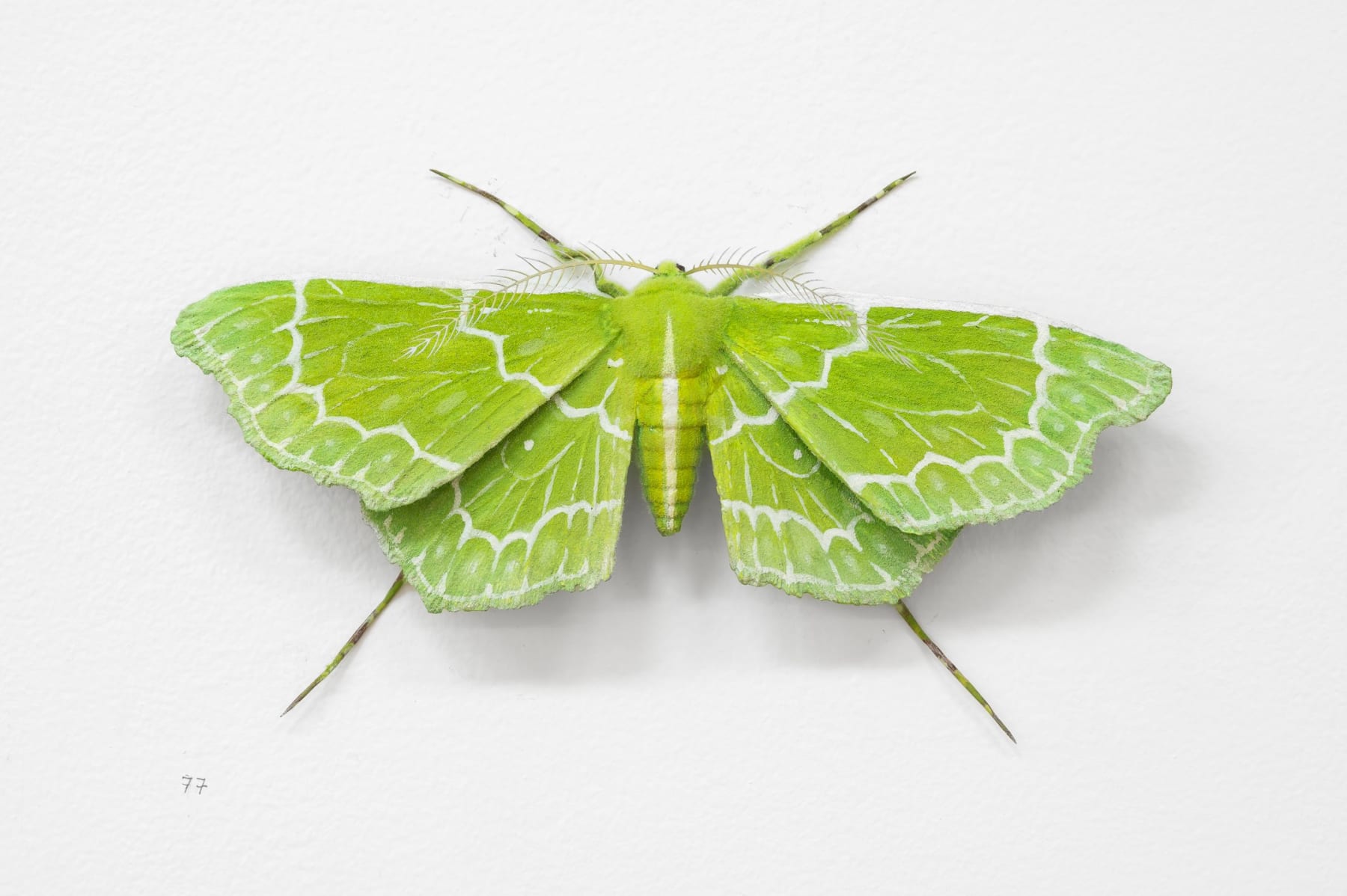 Elizabeth THOMSON, PŪRĒHUA, 2024