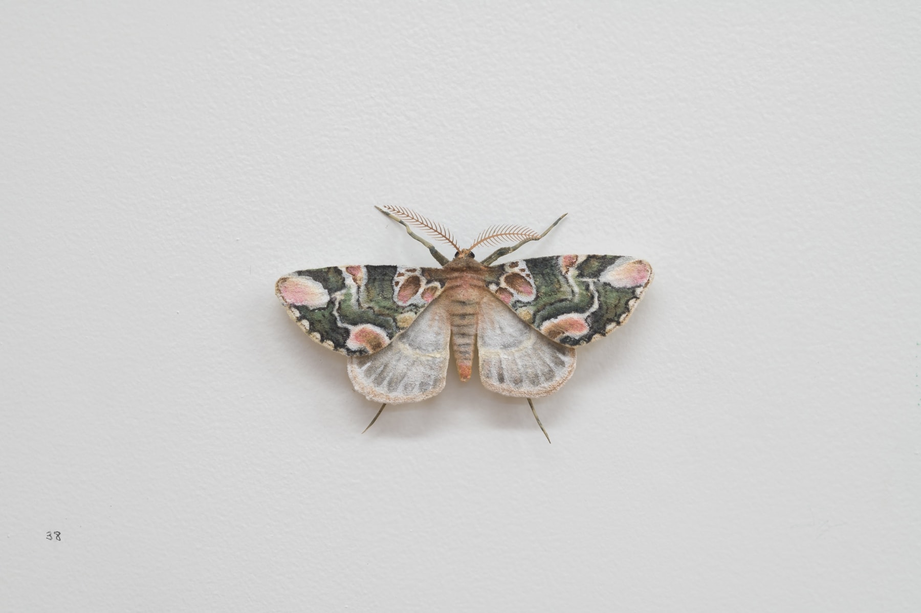 Elizabeth THOMSON, Moth, 2023