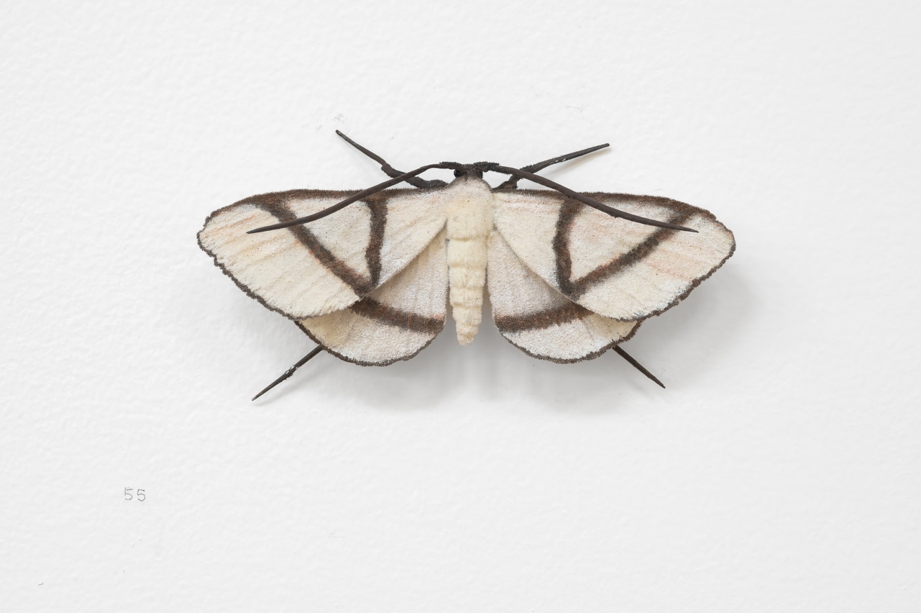 Elizabeth THOMSON, Moth, 2023