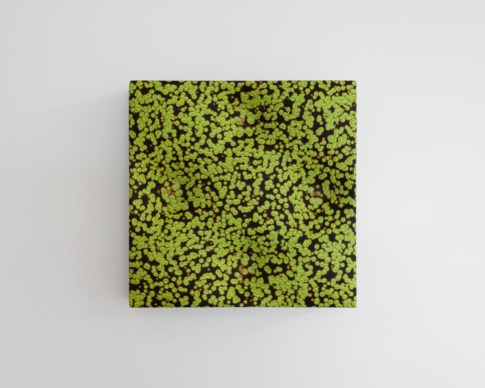 Elizabeth THOMSON, Inner Raoul Kermadec, 2011/2012