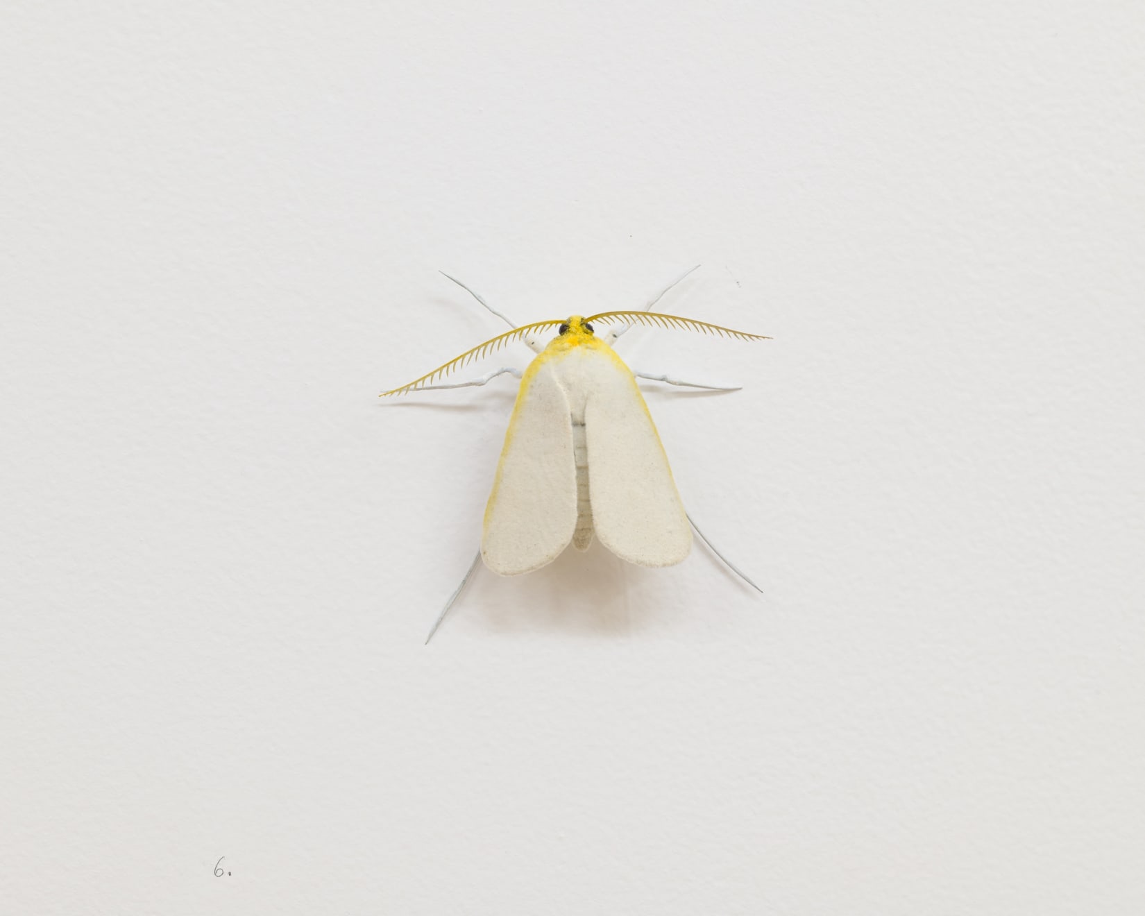 Elizabeth THOMSON, Moth, 2024