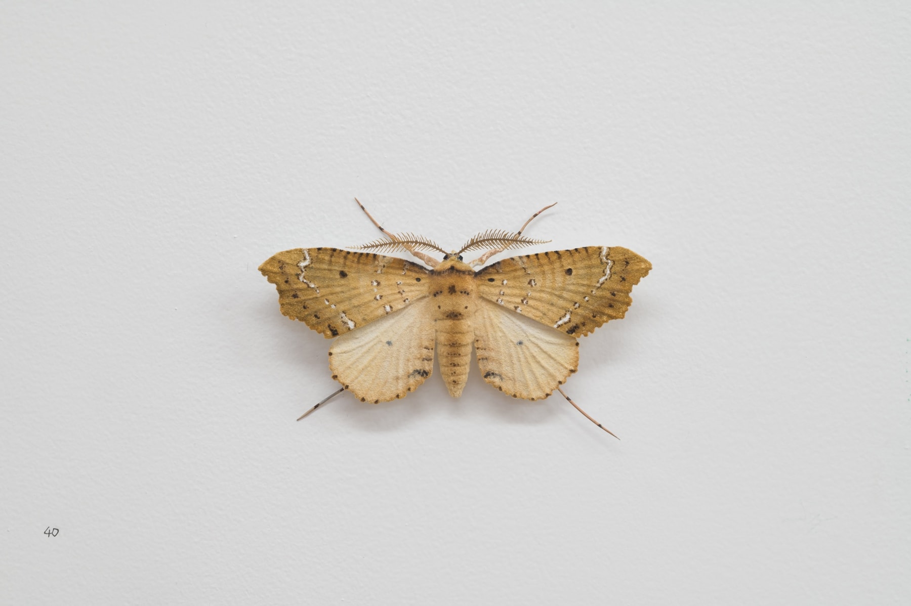 Elizabeth THOMSON, Moth, 2023
