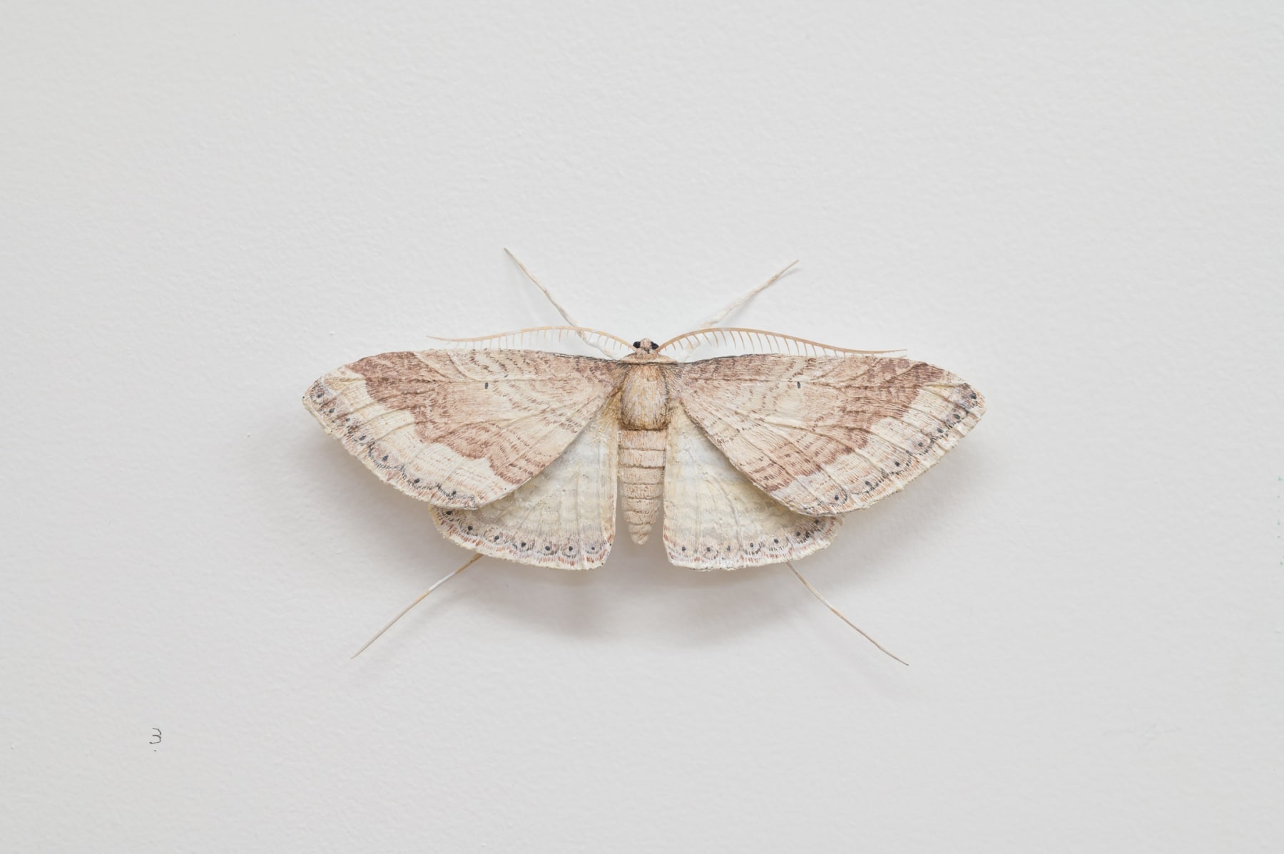 Elizabeth THOMSON, Moth, 2023