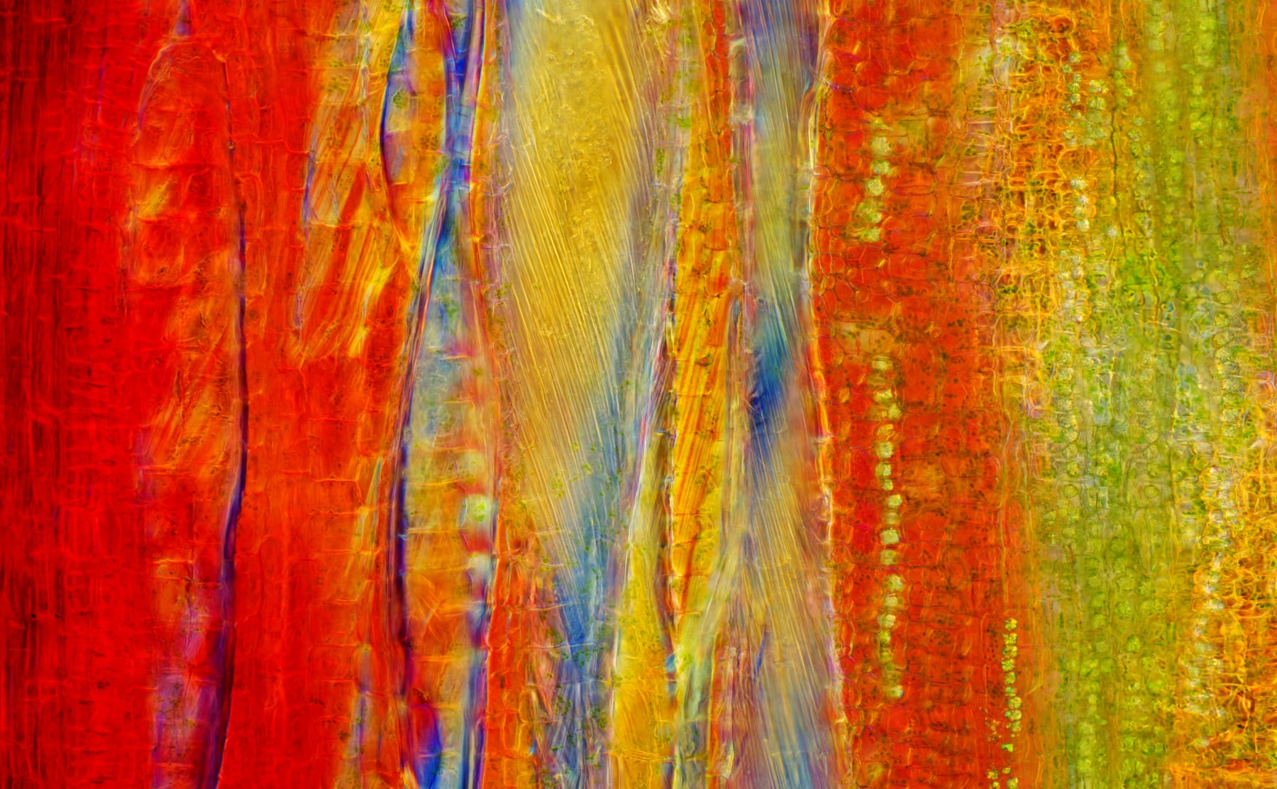 Elizabeth THOMSON, Koromiko Road Tropicana, 2024 Page Galleries