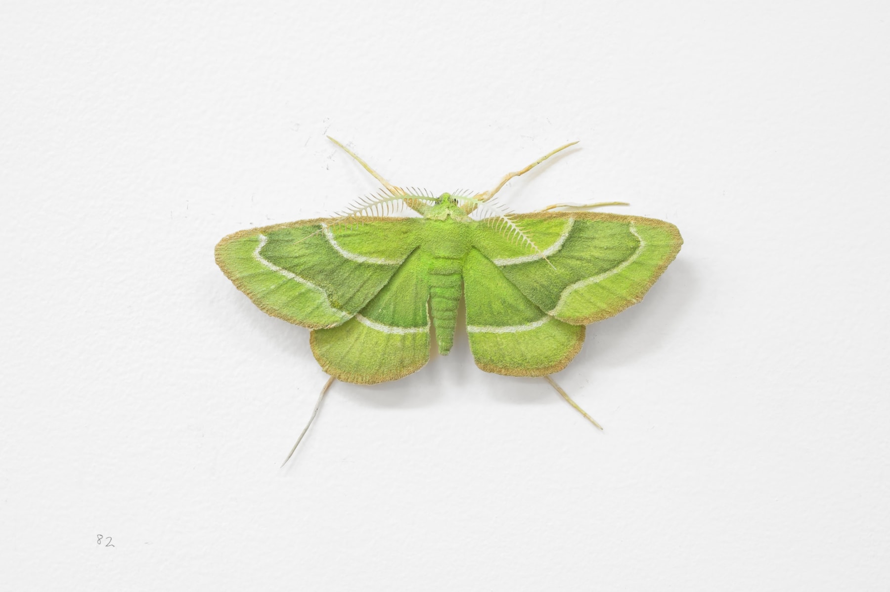 Elizabeth THOMSON, Moth, 2023