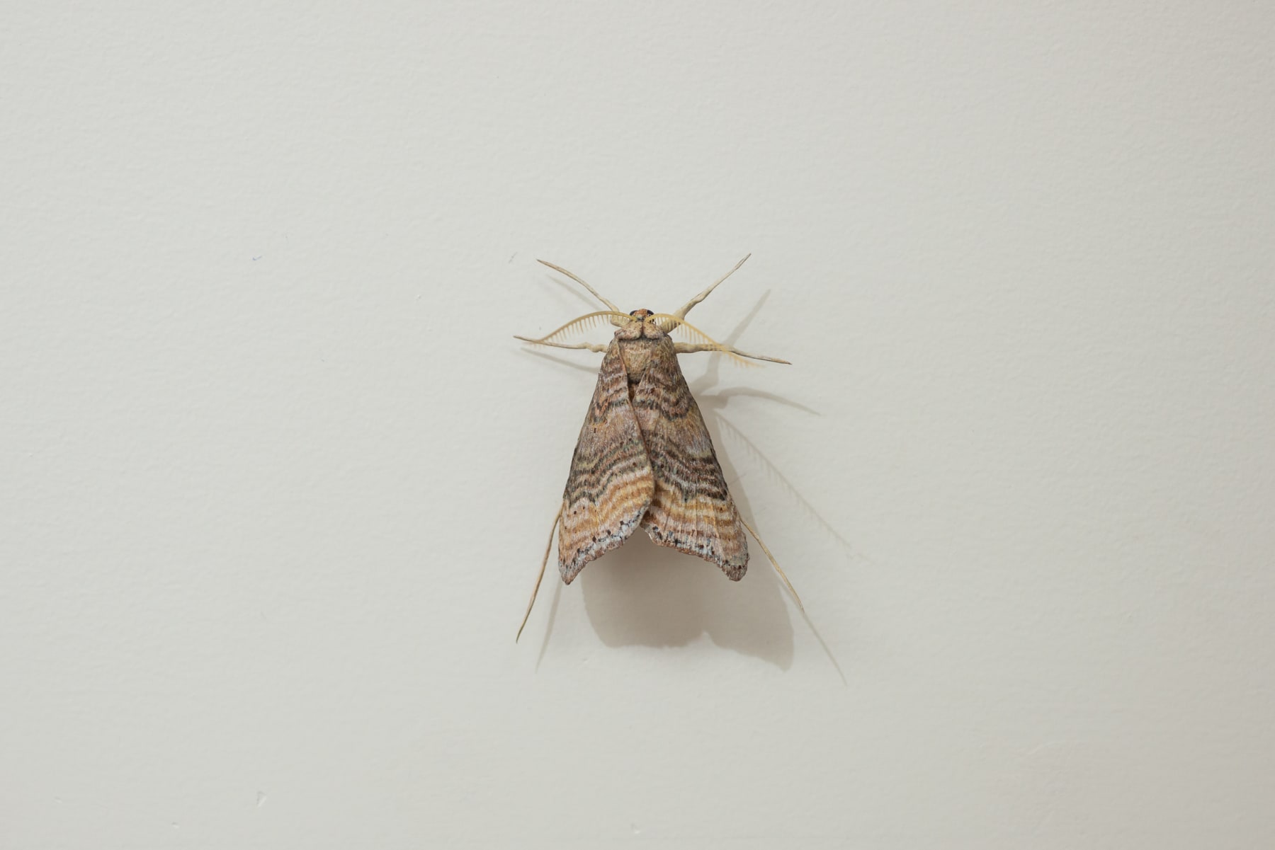 Elizabeth THOMSON, Moth [D], ND