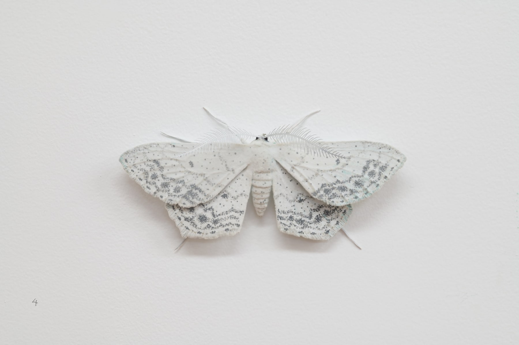 Elizabeth THOMSON, Moth, 2023