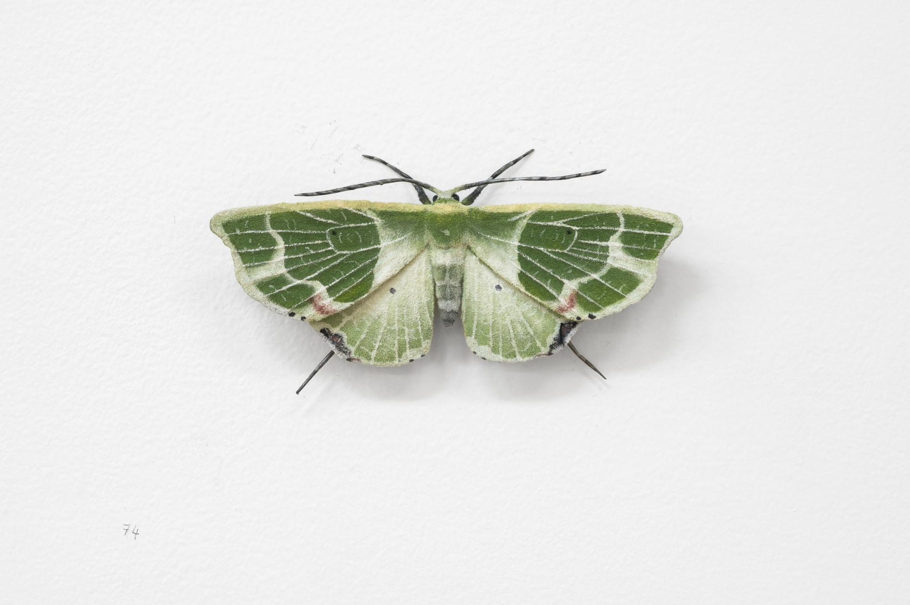 Elizabeth THOMSON, Moth, 2023