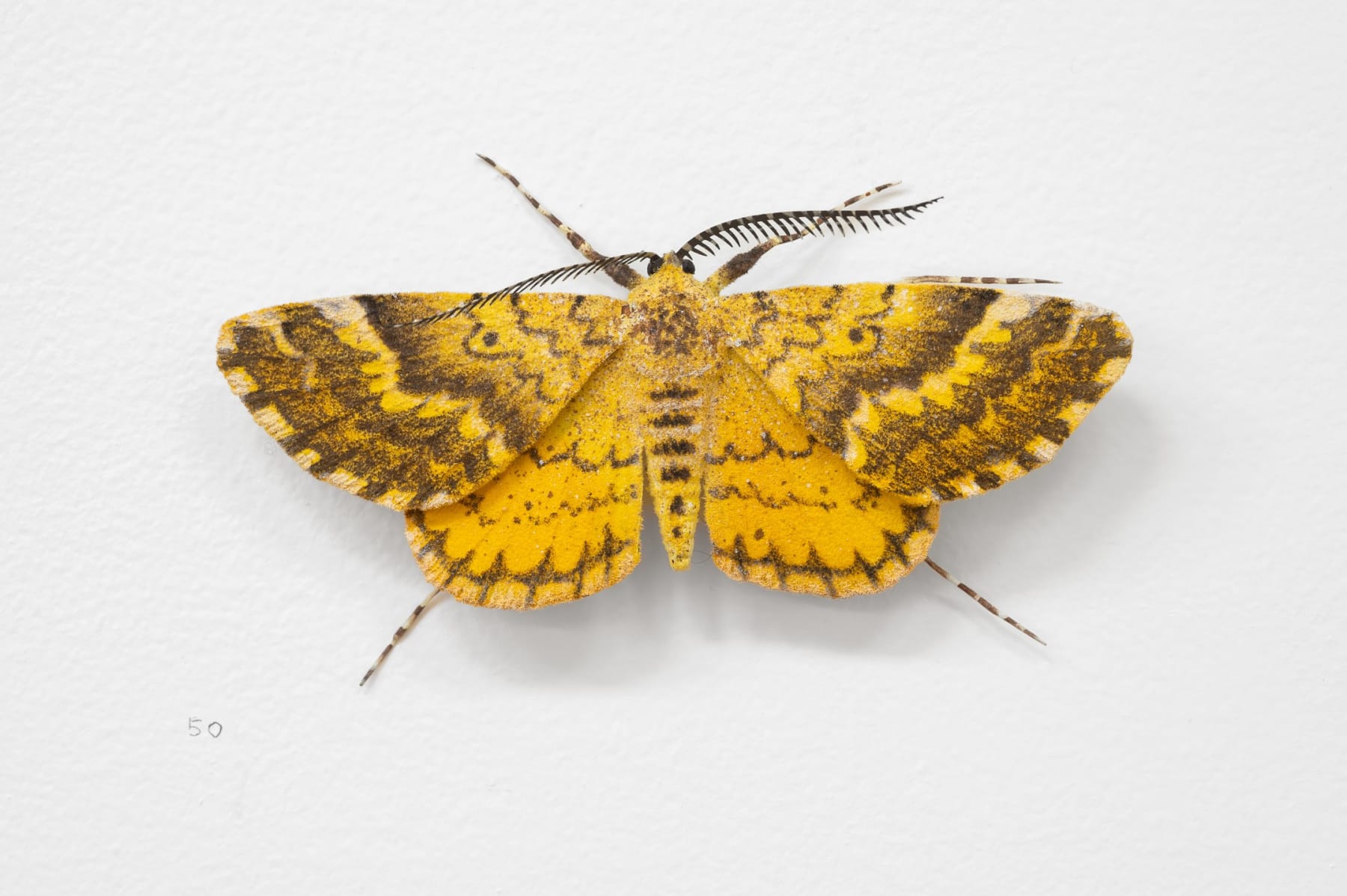 Elizabeth THOMSON, Moth, 2023