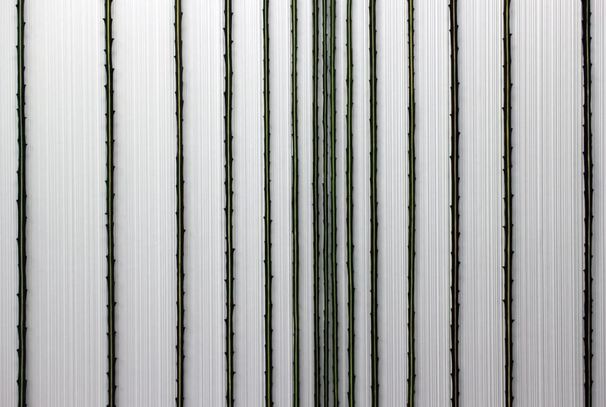 Elizabeth THOMSON, Hi Fi, 2006