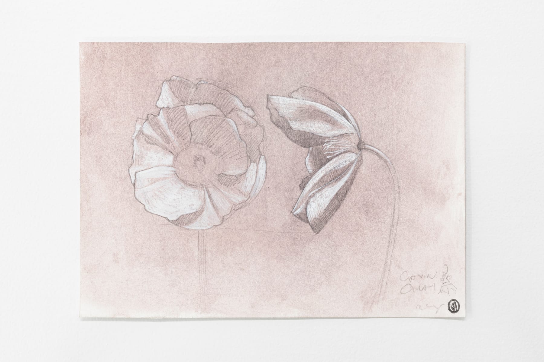 Gavin Chai, Iceland Poppy Flower, n.d.