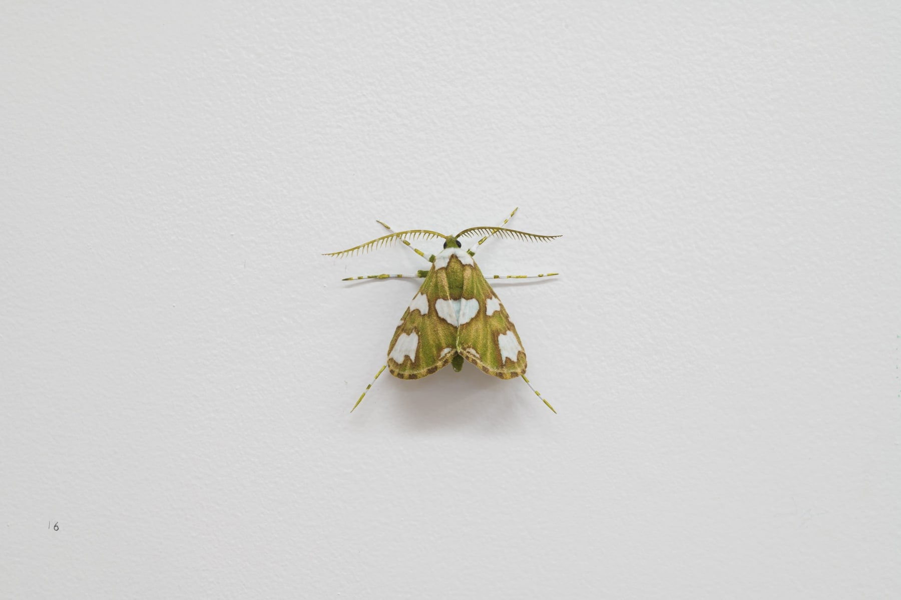 Elizabeth THOMSON, Moth, 2023
