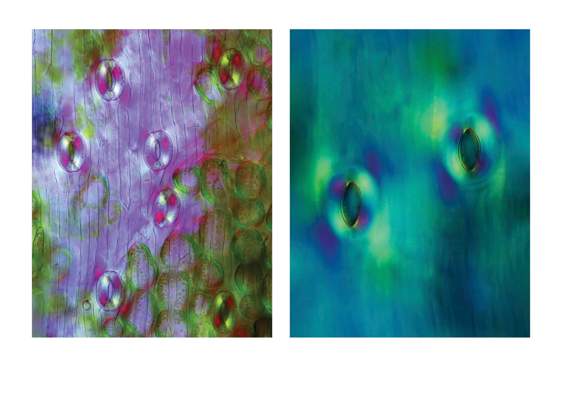 Elizabeth THOMSON, Pool of Mnemosyne (Diptych), 2023