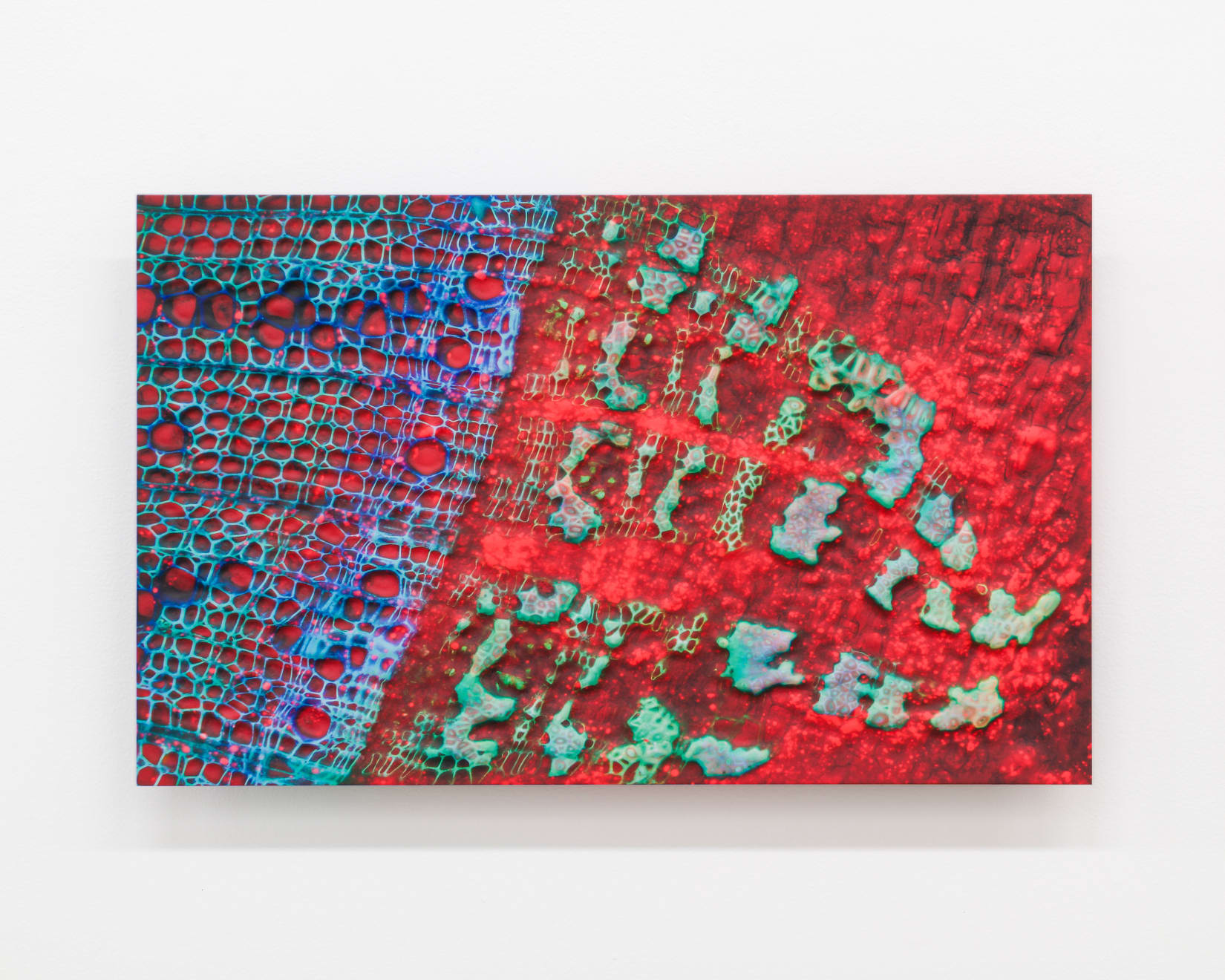 Elizabeth THOMSON, Anamorphic optics, 2024